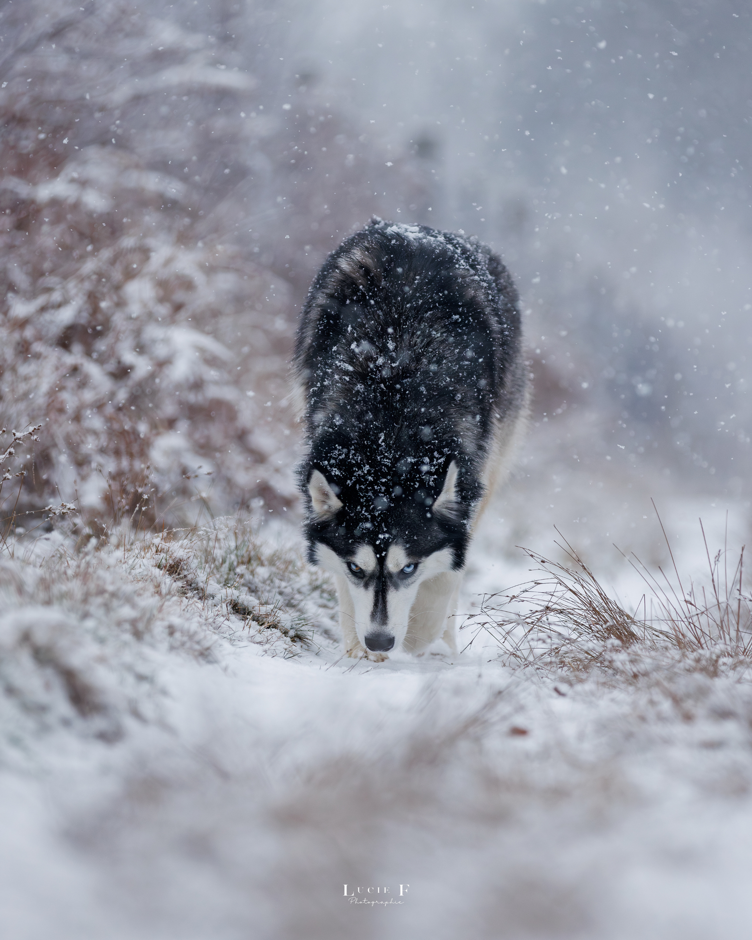 A black and grey husky dog walks through a snowy path during a winter snowstorm surrounded by frost-covered bushes.