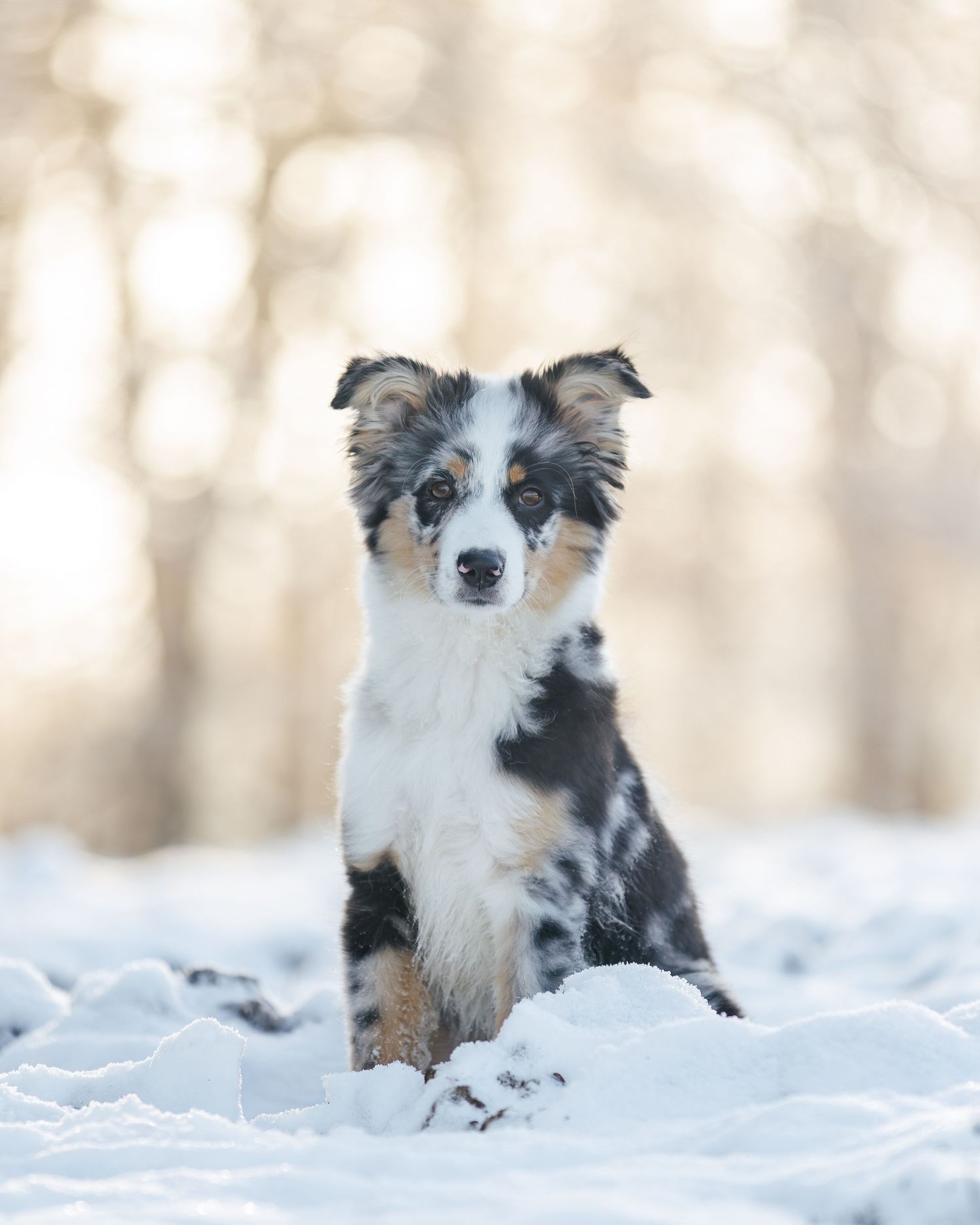 A border collie dog sits attentively in deep snow during winter with a blurred forest background.