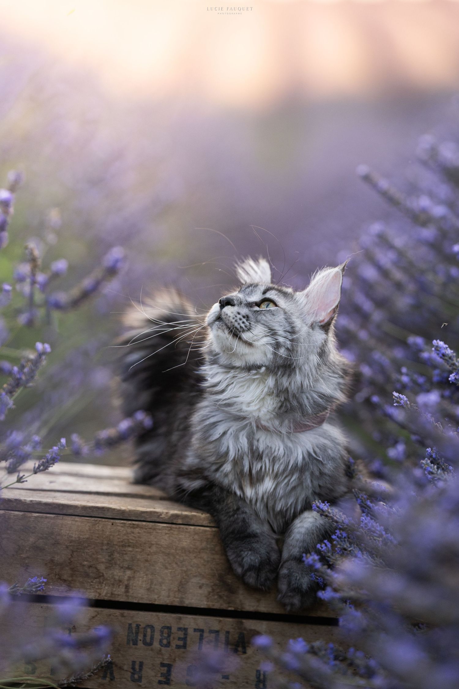 Fluffy gray Maine Coon cat sitting on a wooden crate surrounded by blooming purple lavender flowers in soft light.