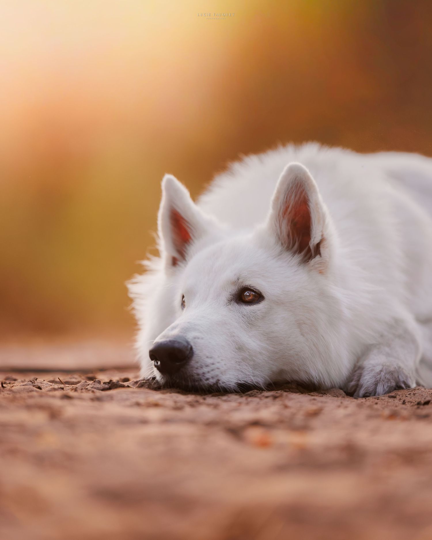 A white dog resting its head on the ground outdoors, with a warm golden bokeh background.