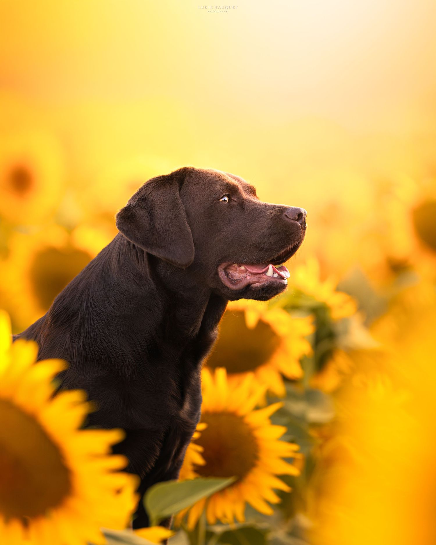 Chocolate Labrador Retriever sitting among bright yellow sunflowers in a golden field, looking up with mouth open.