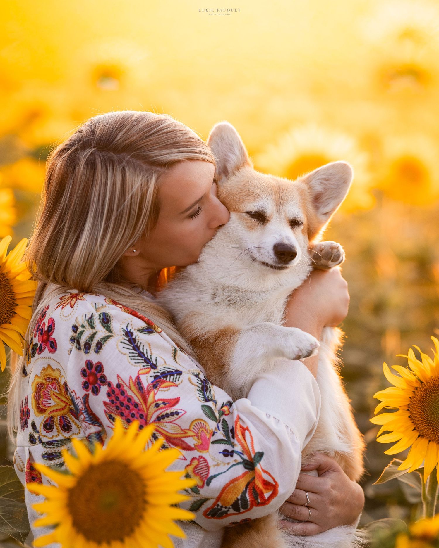 Woman kissing a Corgi dog in a golden sunflower field during sunset.