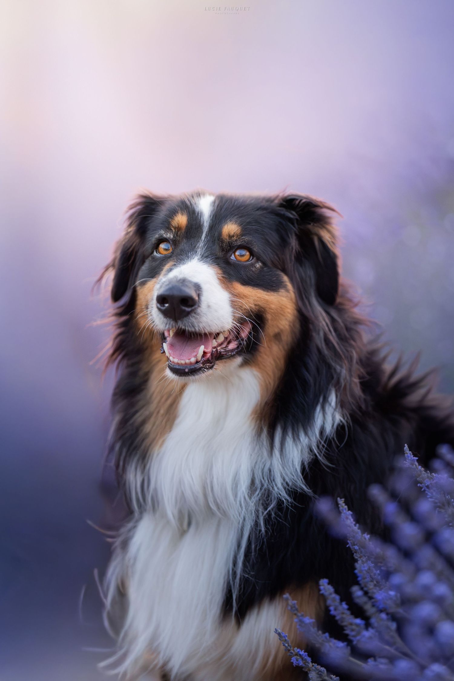 A happy Australian Shepherd dog with tri-color coat sits among purple lavender flowers against a soft violet background.