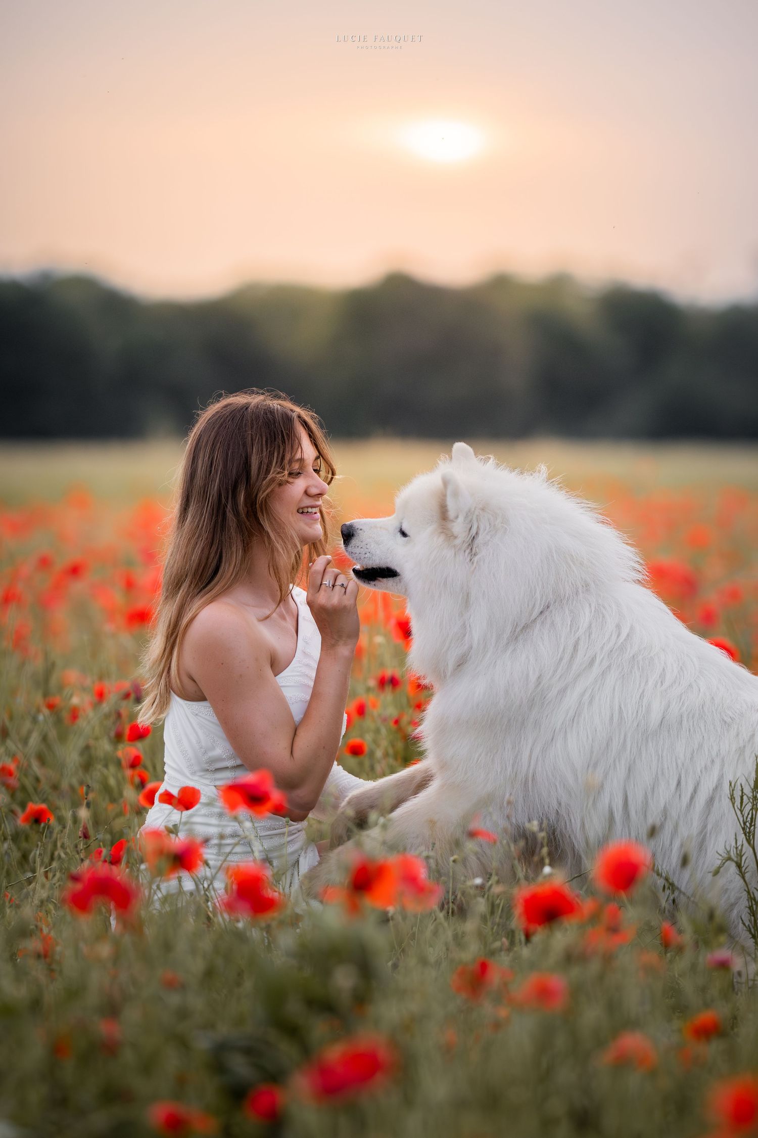 Woman in white dress smiling at fluffy white Samoyed dog in a vibrant red poppy field at sunset.