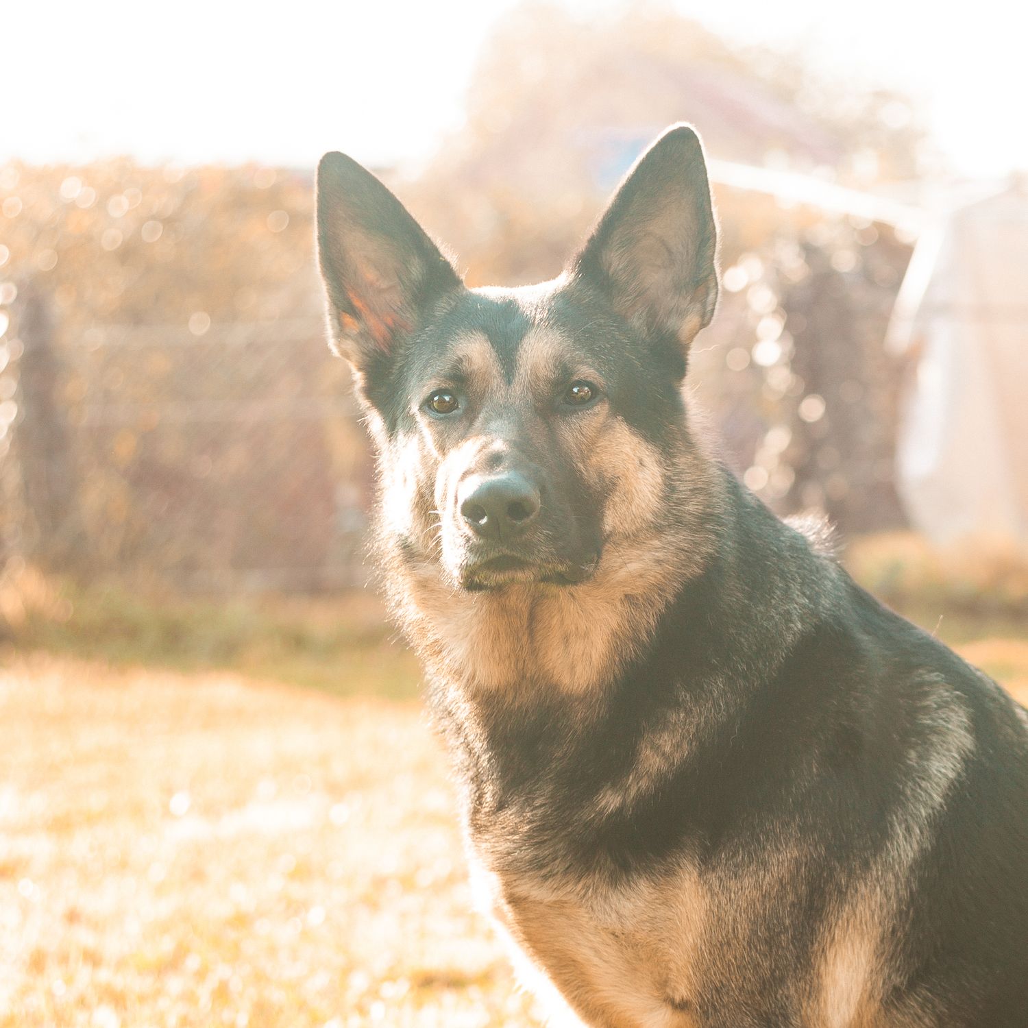Four close-up portraits of an alert black dog with pointed ears gazing intently in natural outdoor lighting.