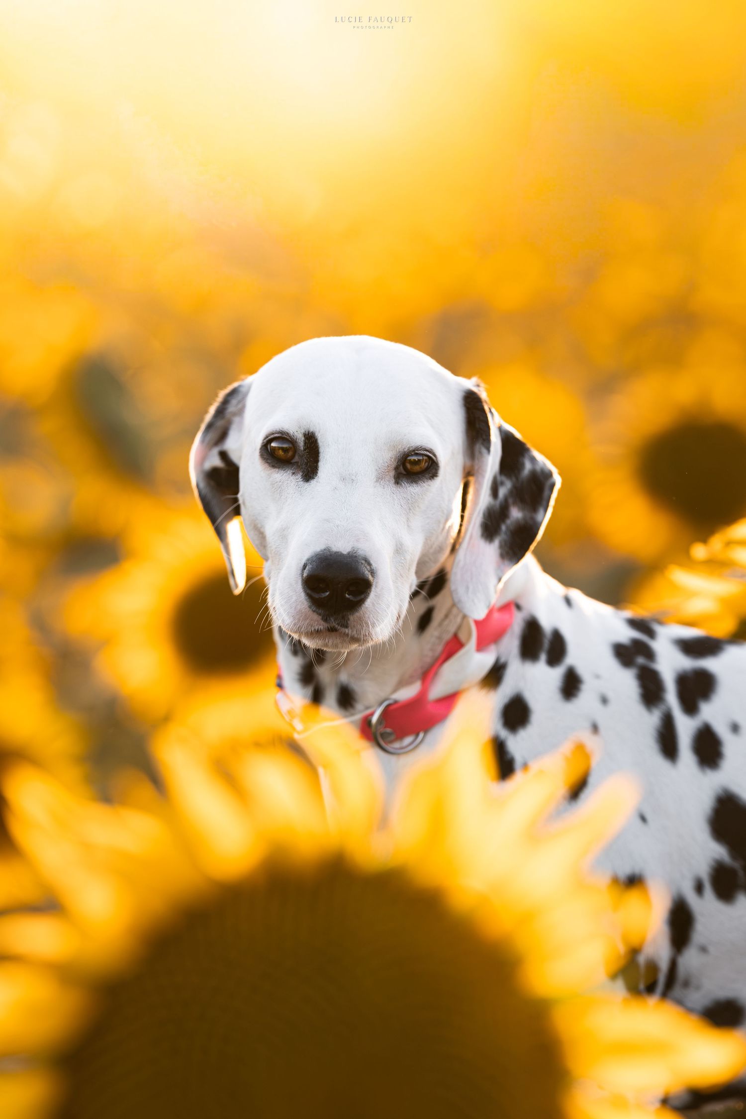 A Dalmatian dog with a red collar poses among vibrant yellow sunflowers in a sunny field.