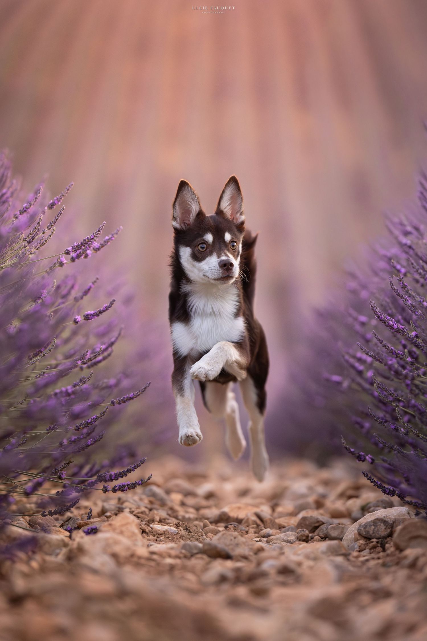 A brown and white dog leaps joyfully between rows of purple lavender flowers on a rocky path.