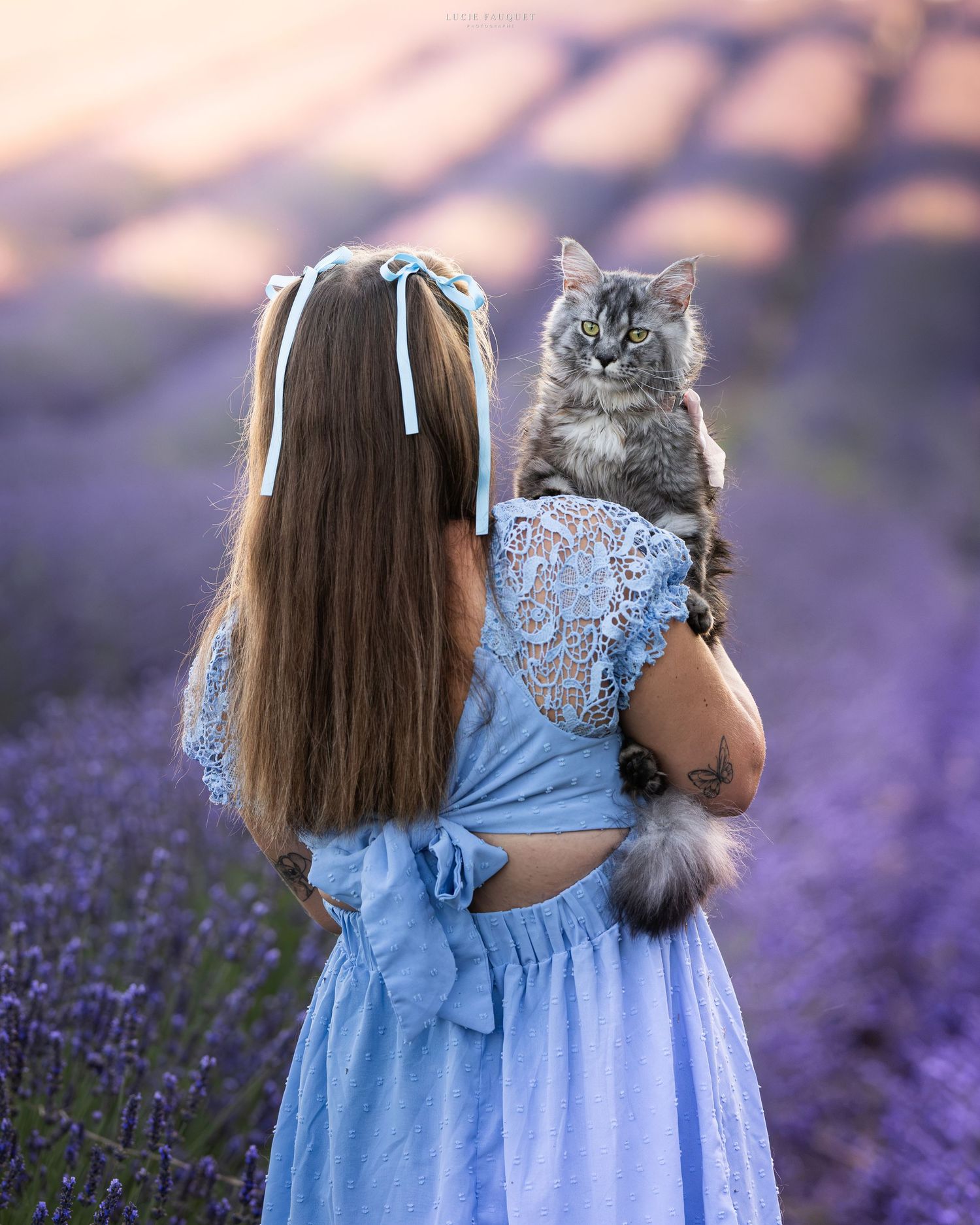 Girl in blue lace dress holding fluffy cat in lavender field, viewed from behind with long brown hair and blue bow.