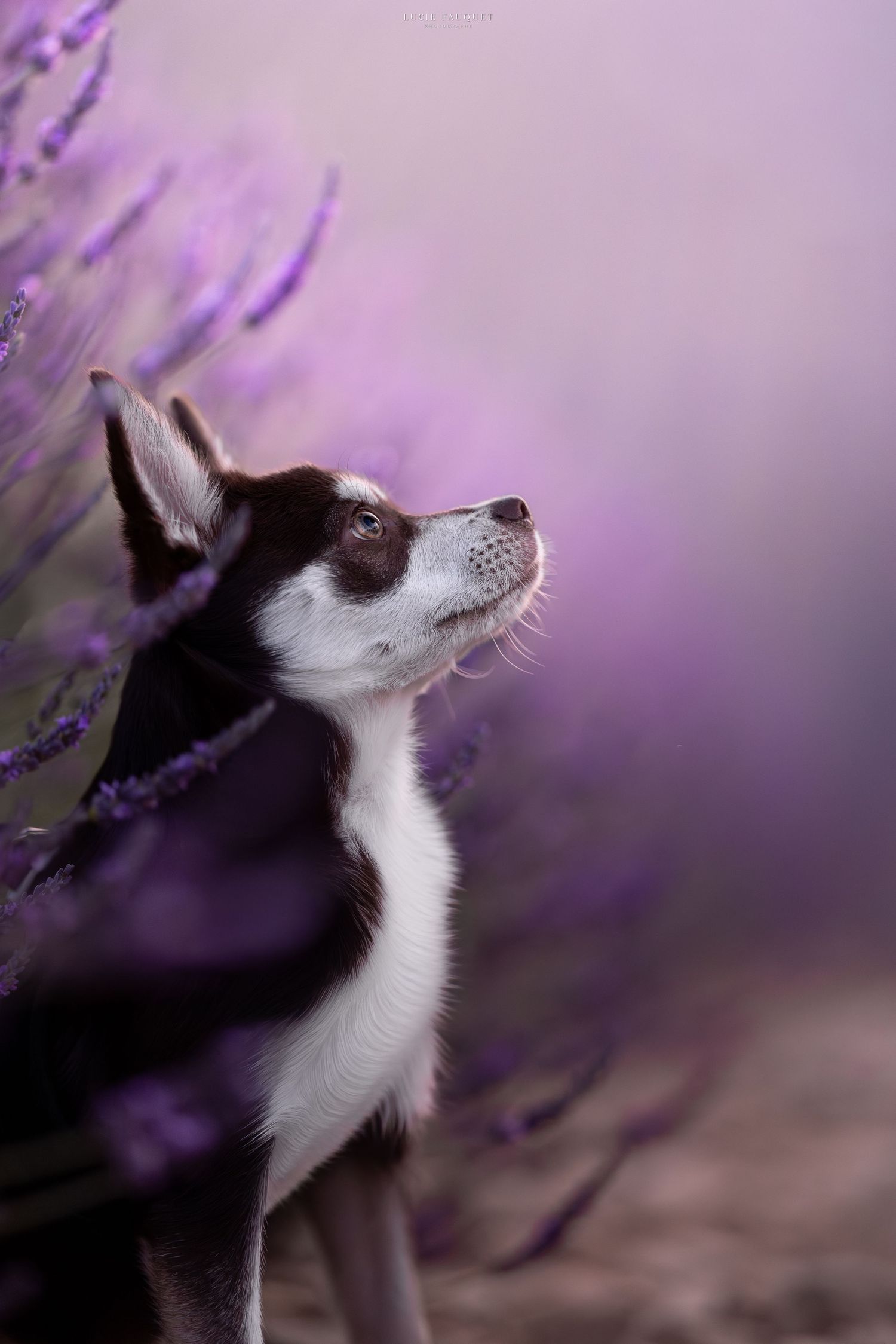 A black and white Chihuahua puppy gazes upward among blooming purple lavender flowers in a dreamy bokeh background.