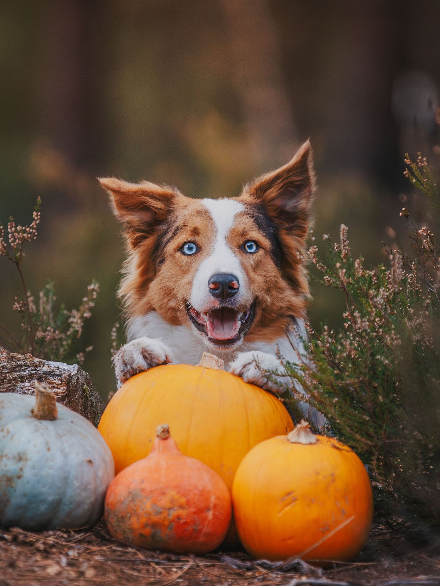 Australian shepherd dog peeks playfully from behind orange pumpkins in an autumn outdoor setting.