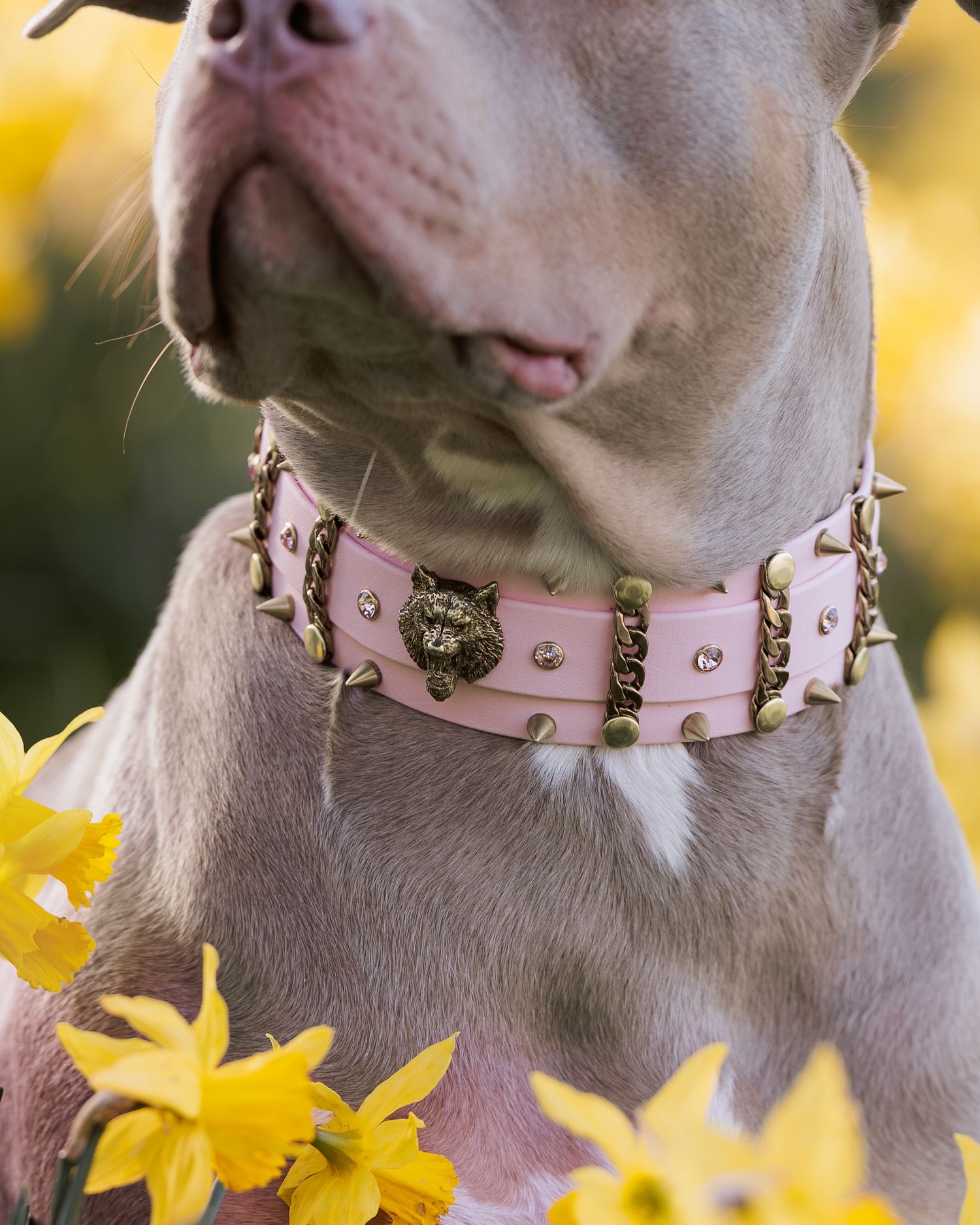 Close up of a dog wearing a pink studded collar with yellow daffodils in the background.