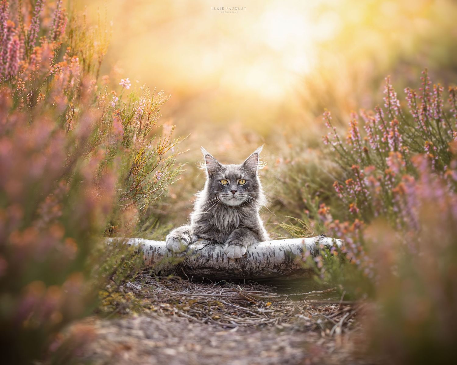 Fluffy gray Maine Coon cat resting on a log surrounded by blooming pink heather flowers in golden sunlight.