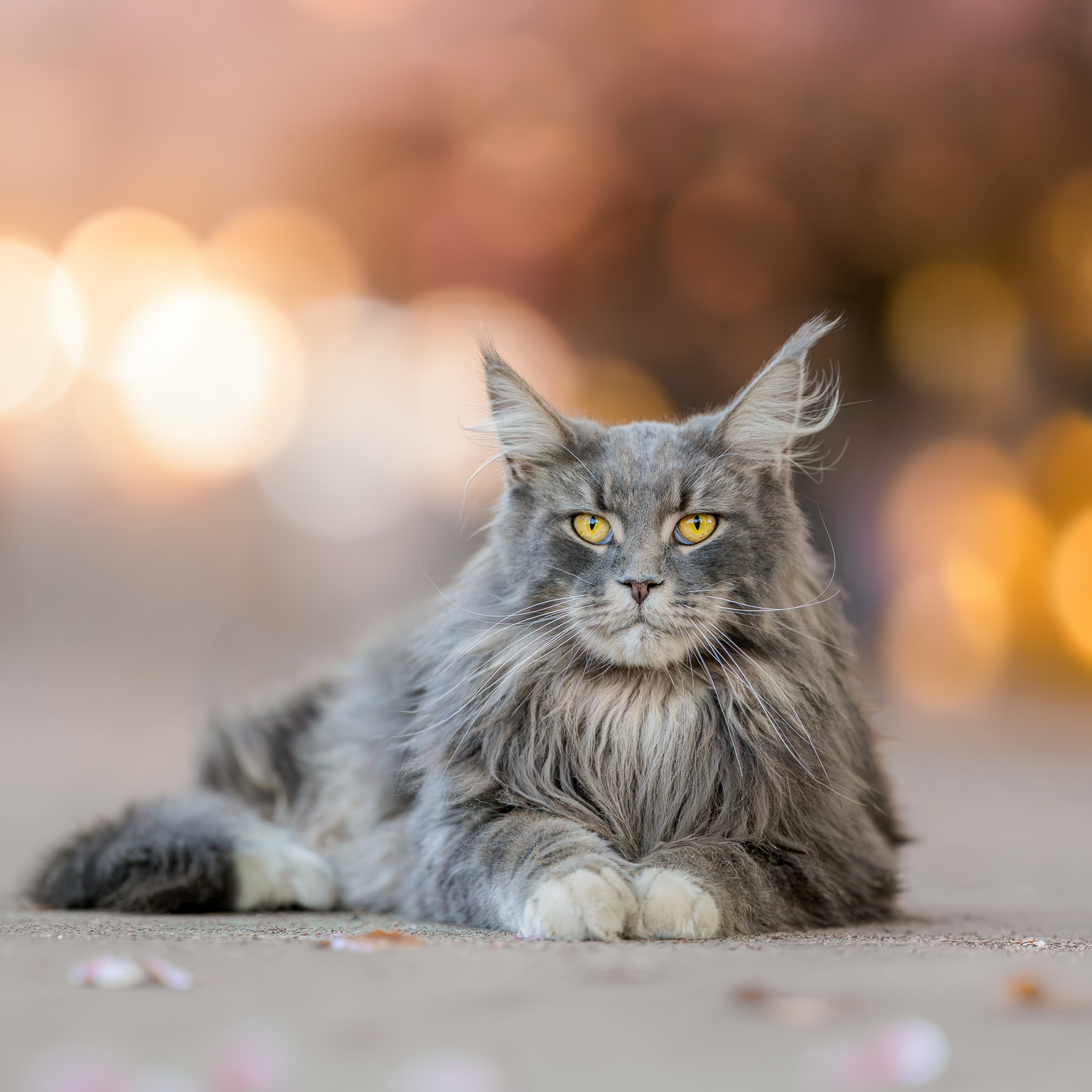 Majestic gray Maine Coon cat with yellow eyes lying gracefully against a warm bokeh light background.