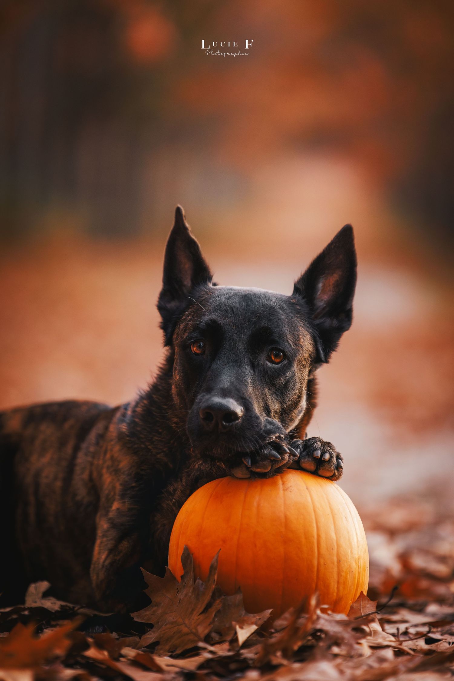 Black dog resting in autumn leaves with orange pumpkin creates cozy Halloween atmosphere in warm lighting.