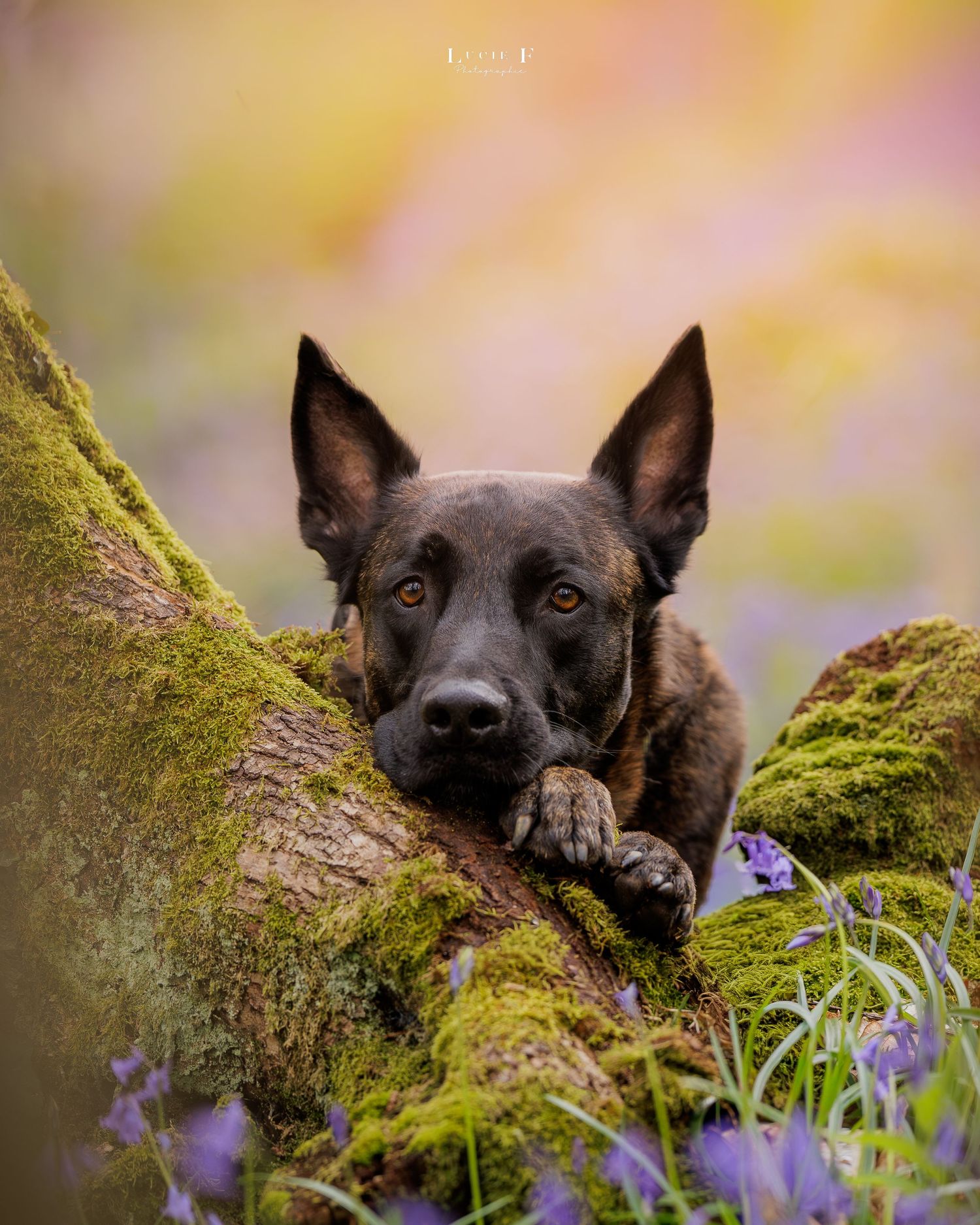 A dark Belgian Malinois dog rests its paws on a mossy log surrounded by purple bluebells in a soft bokeh garden setting.