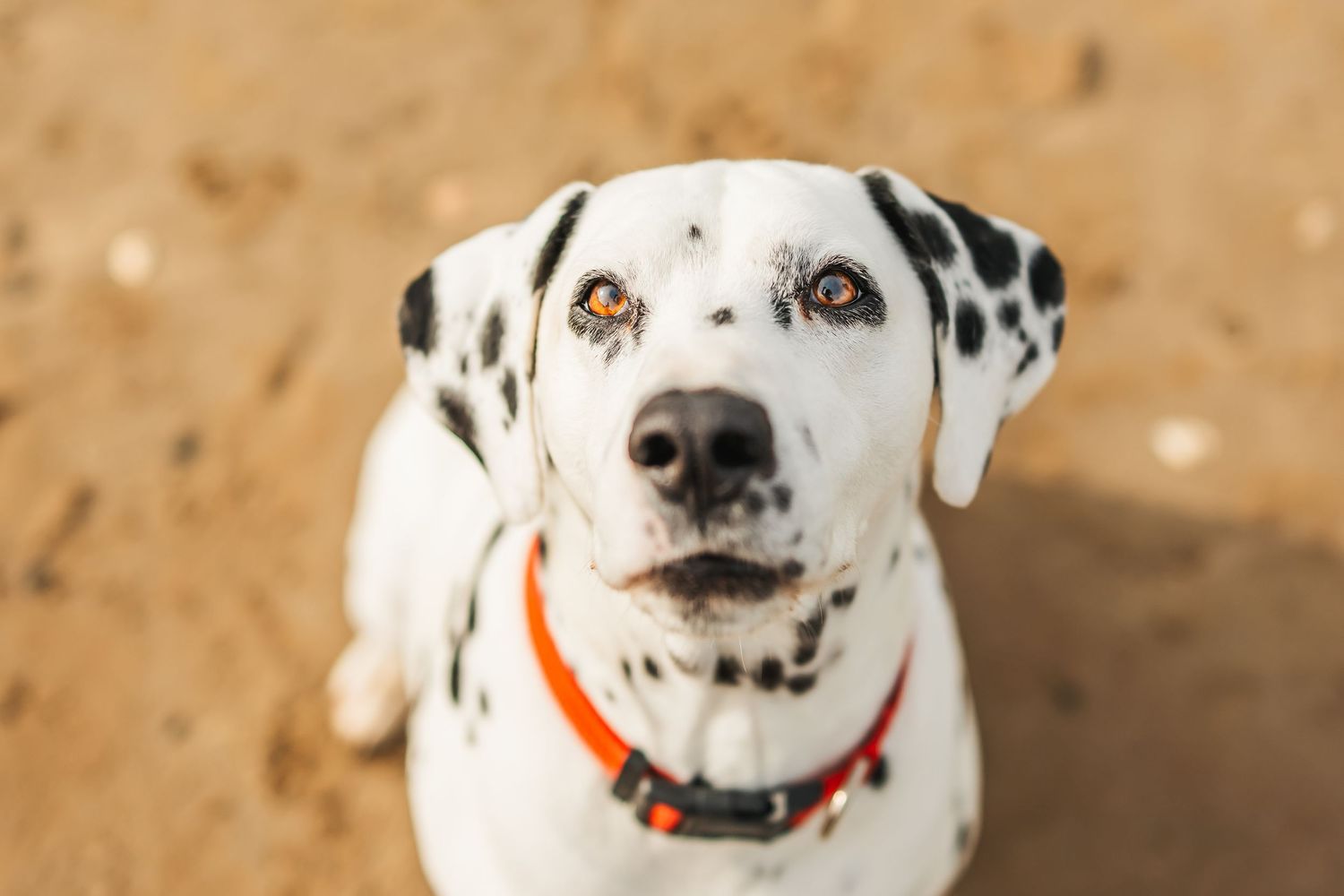 Close-up portrait of a smiling Dalmatian dog with spots and an orange collar.