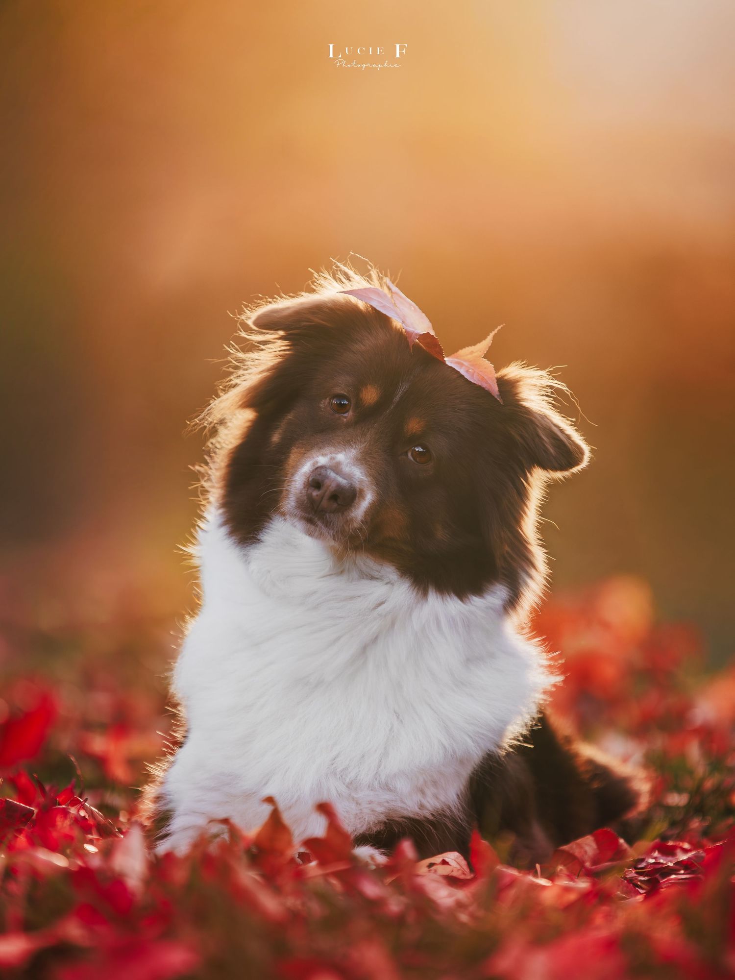 Border collie dog peeking through vibrant red autumn leaves in warm sunlit setting.