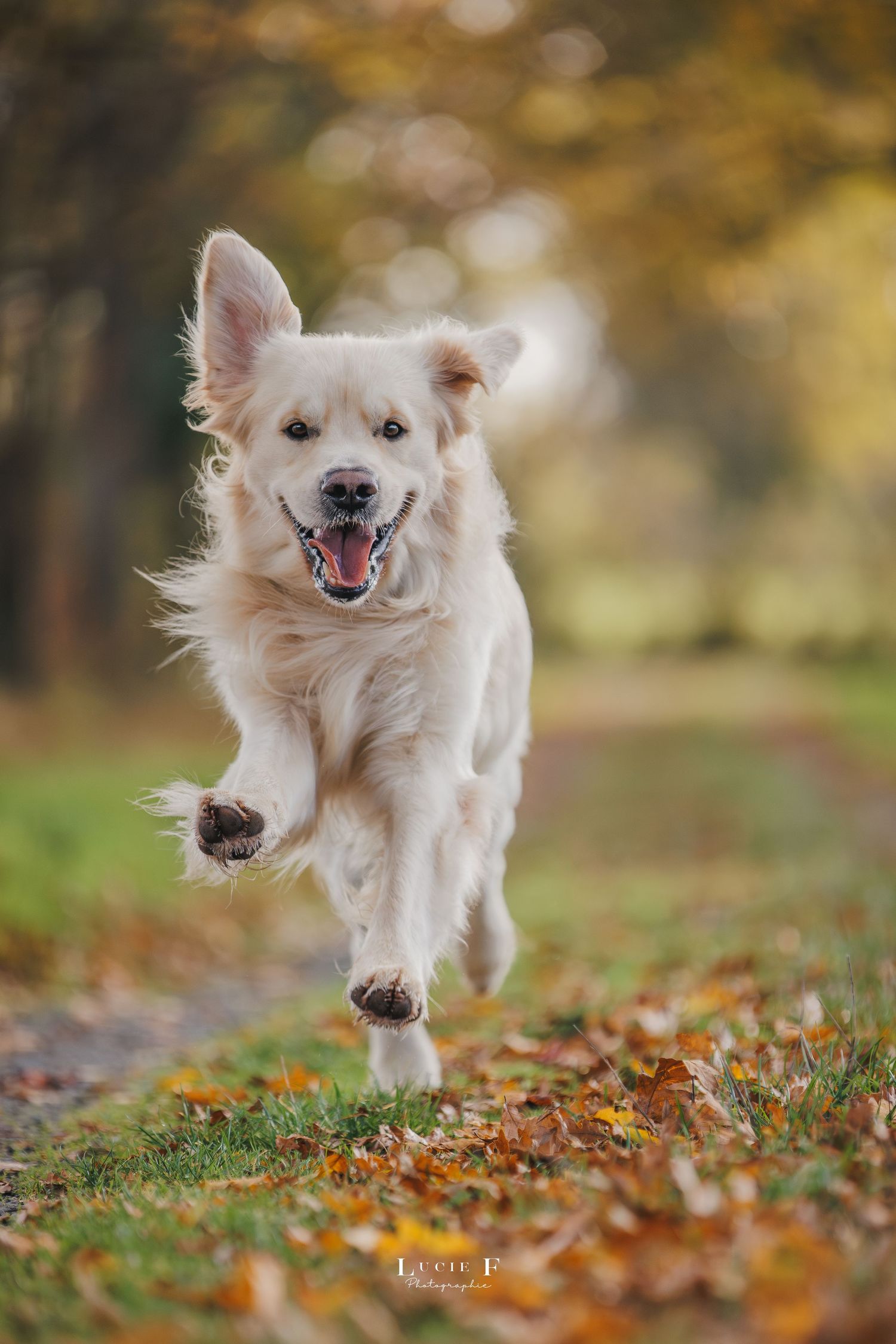 Happy Golden Retriever mix dog running and jumping through autumn leaves on a blurred fall background.