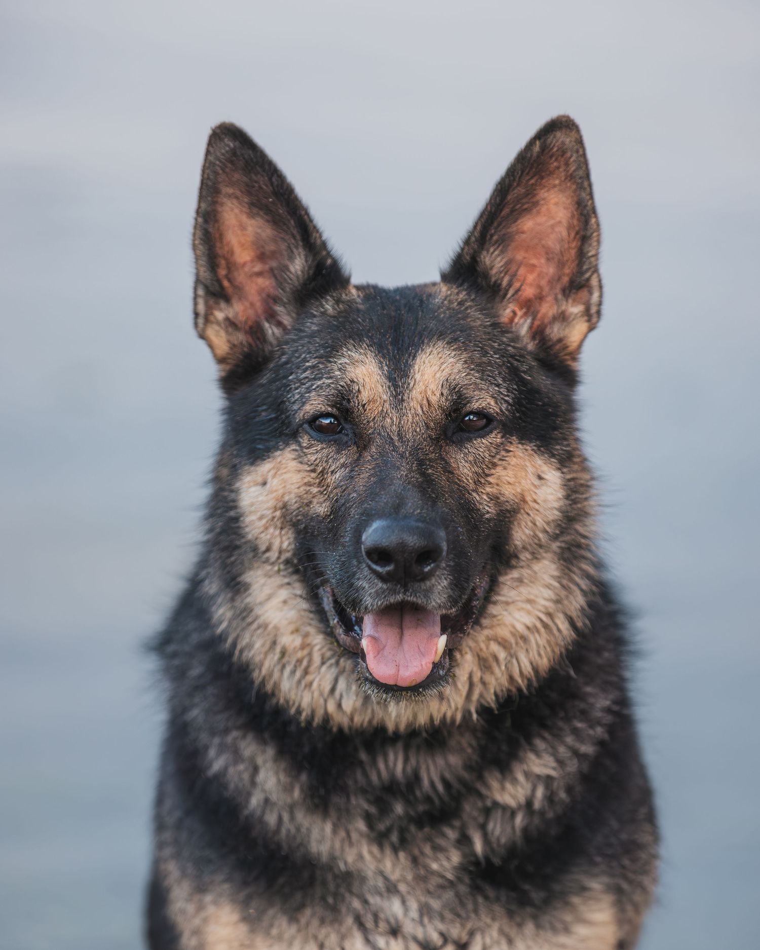 A happy German Shepherd dog shows a cheerful expression while smiling at the camera against a blurred background.