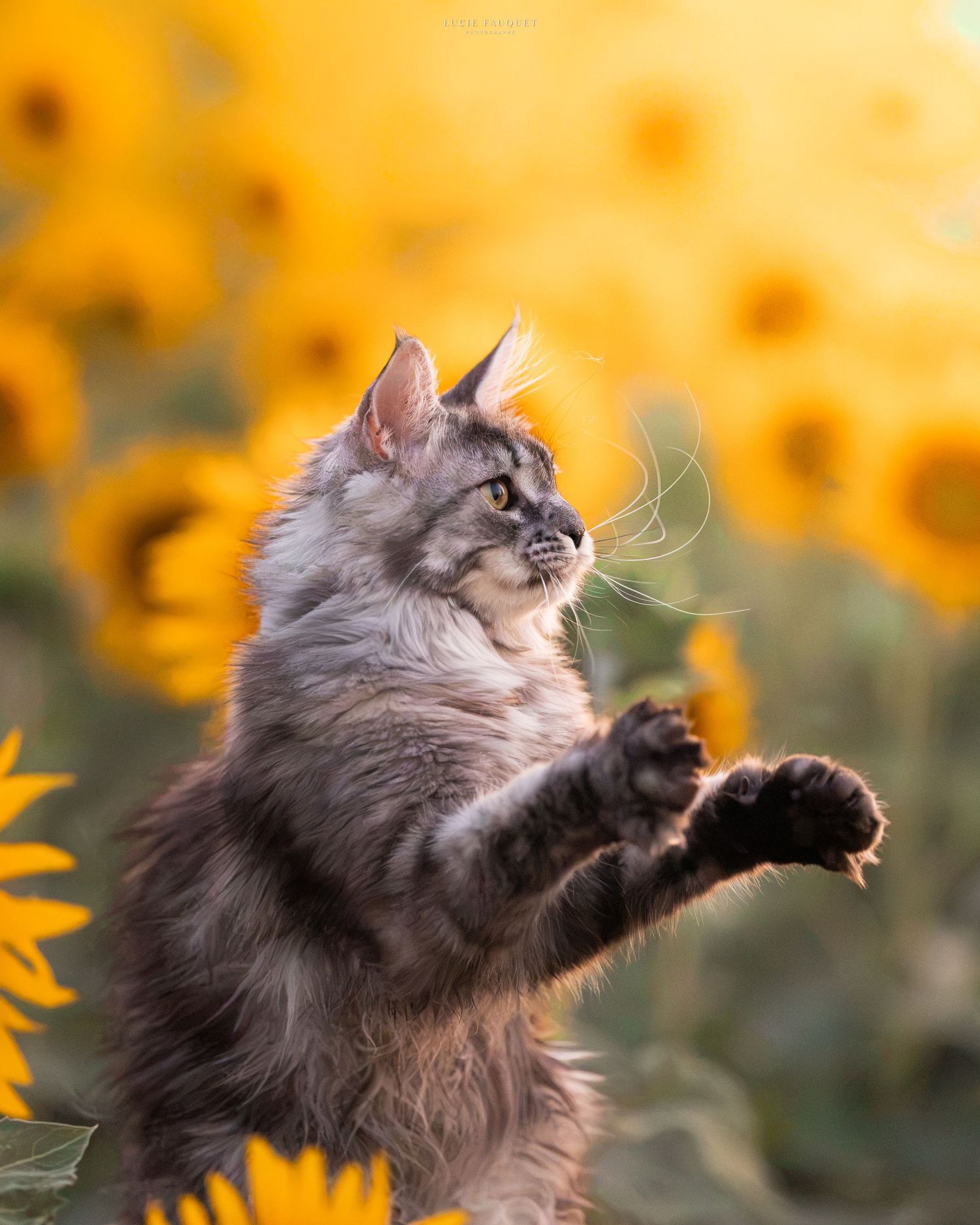 Fluffy gray tabby cat playfully leaping among bright yellow sunflowers in a sunny field.