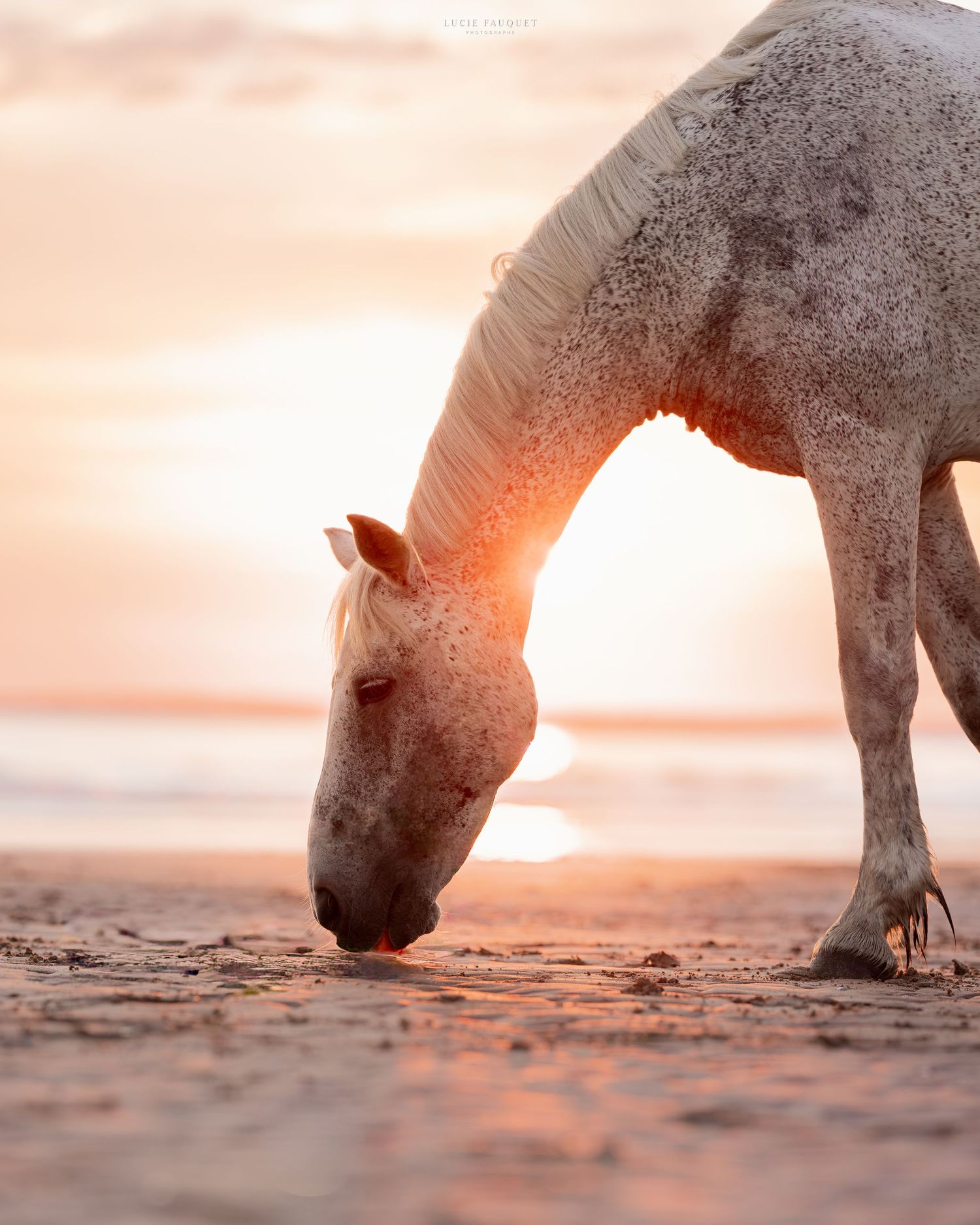 White horse grazing on sandy beach at golden sunset with ocean in background.