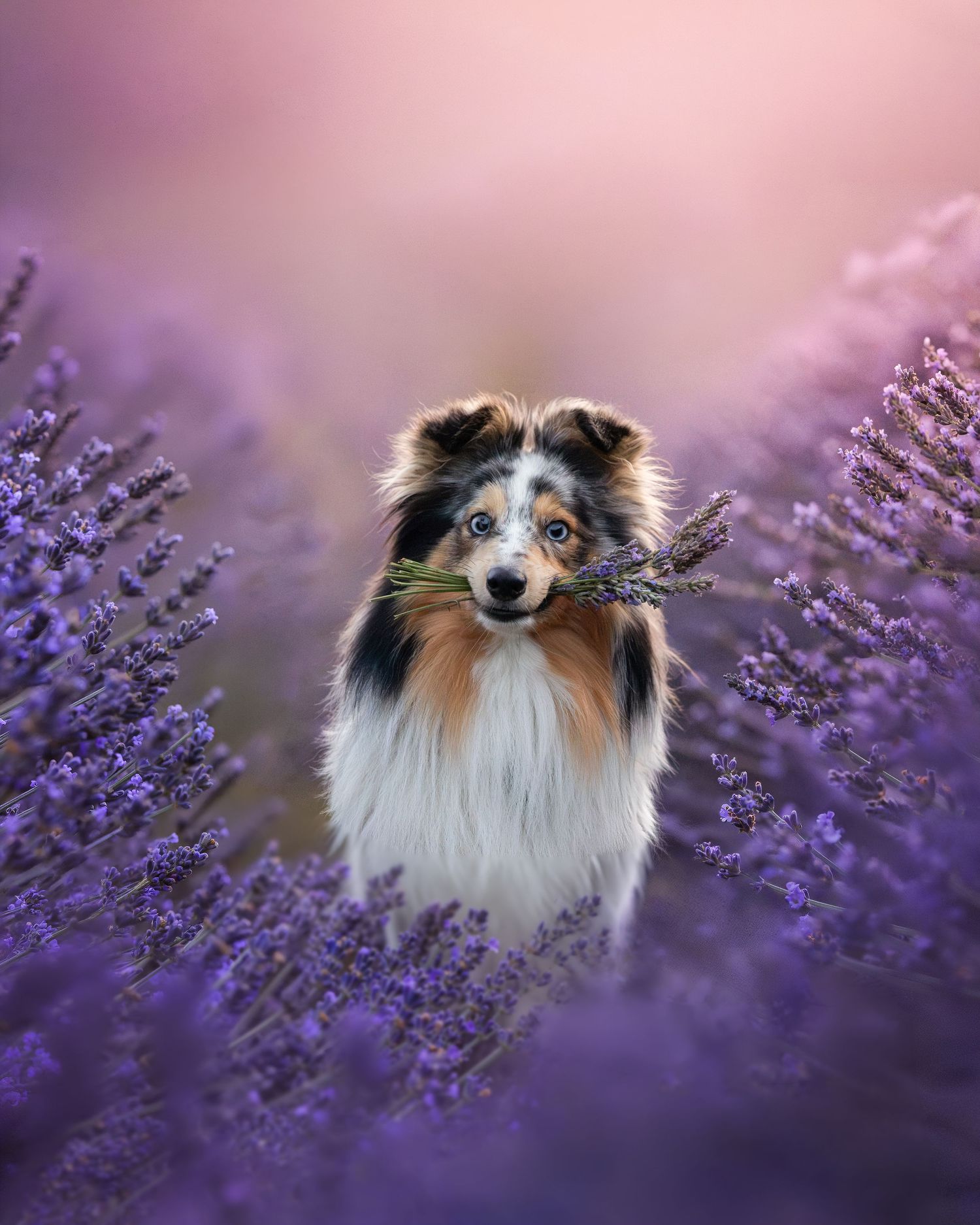 A Shetland Sheepdog holds lavender stems in its mouth while sitting among blooming purple lavender fields.
