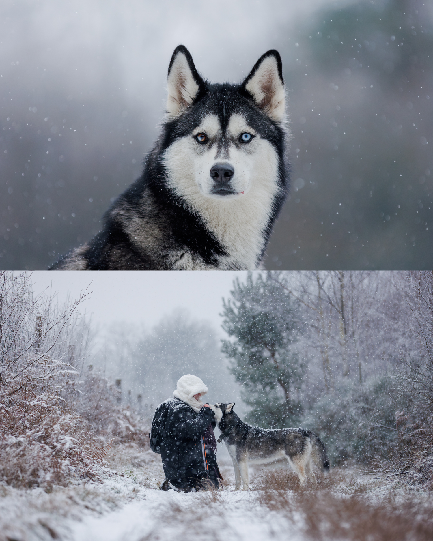 A close-up of a Siberian Husky with blue eyes in snowfall, and a person kneeling beside a Husky in a snowy forest.