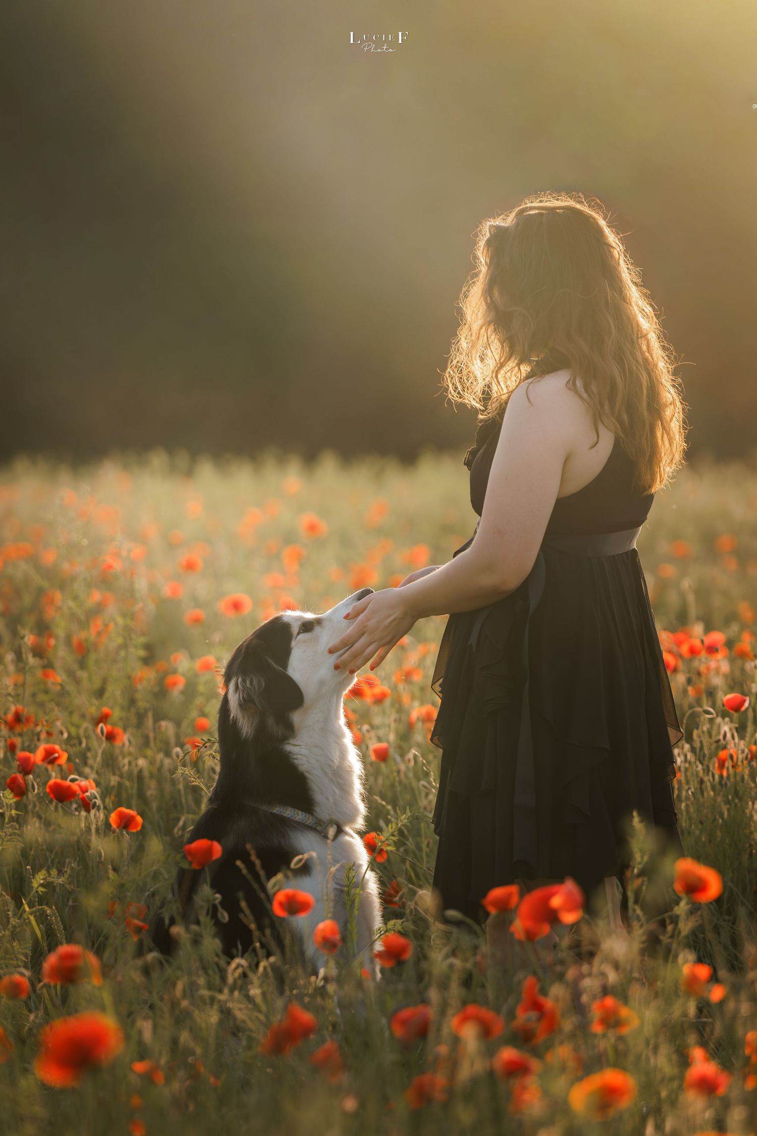 Woman in black dress petting a Bernese Mountain Dog in a sunlit field of red poppies.