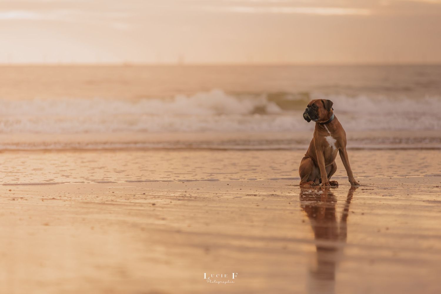 A photographer crouches at the beach during golden hour to capture photos in the shallow surf at sunset.