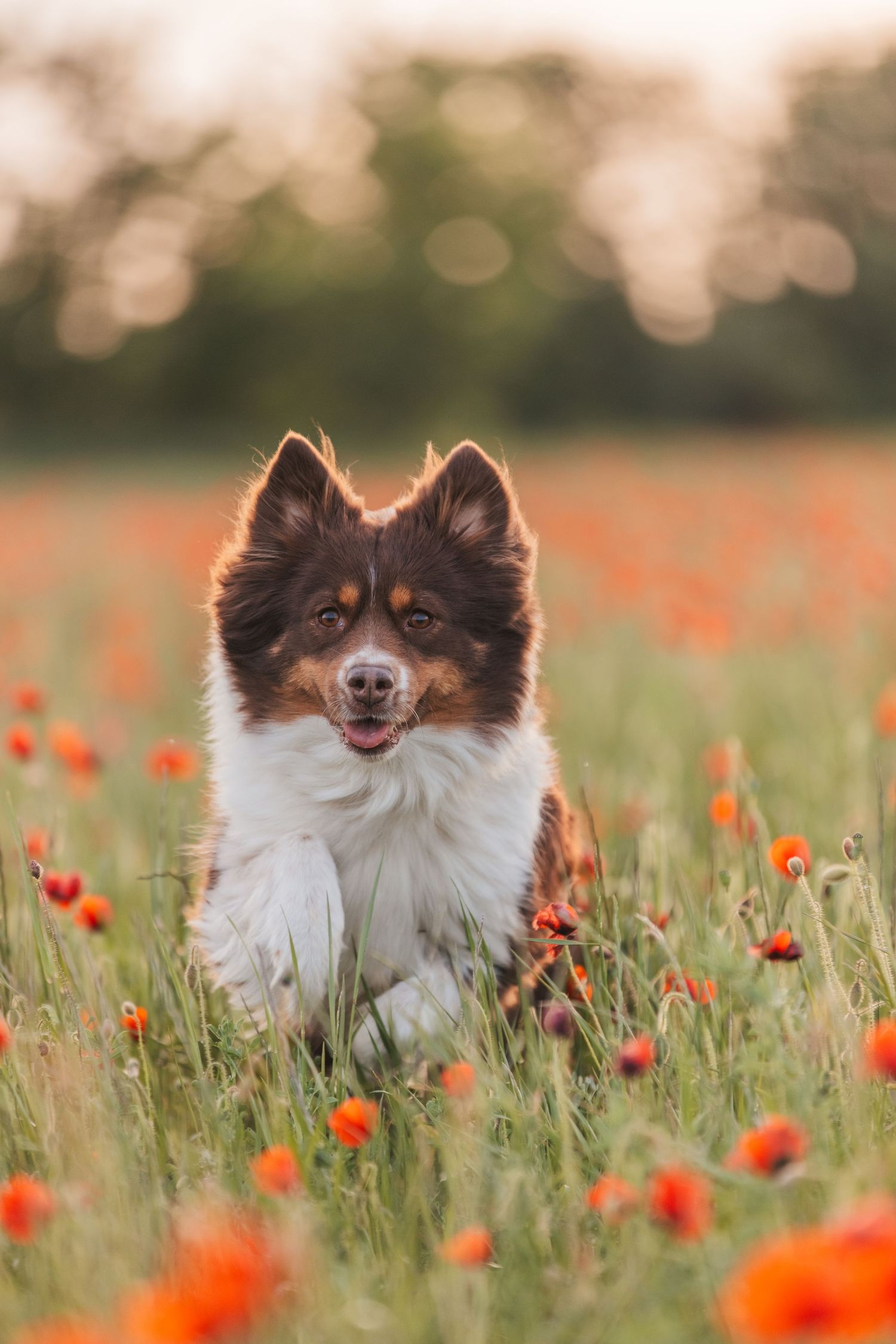 Séance photo dans les coquelicots en Essonne