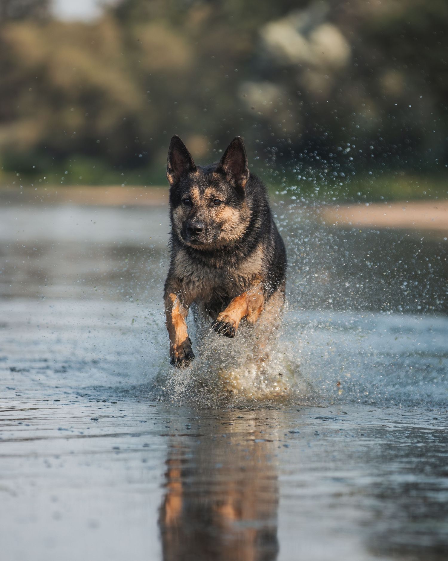 Rottweiler dog running and splashing through shallow water in a dynamic action sequence.
