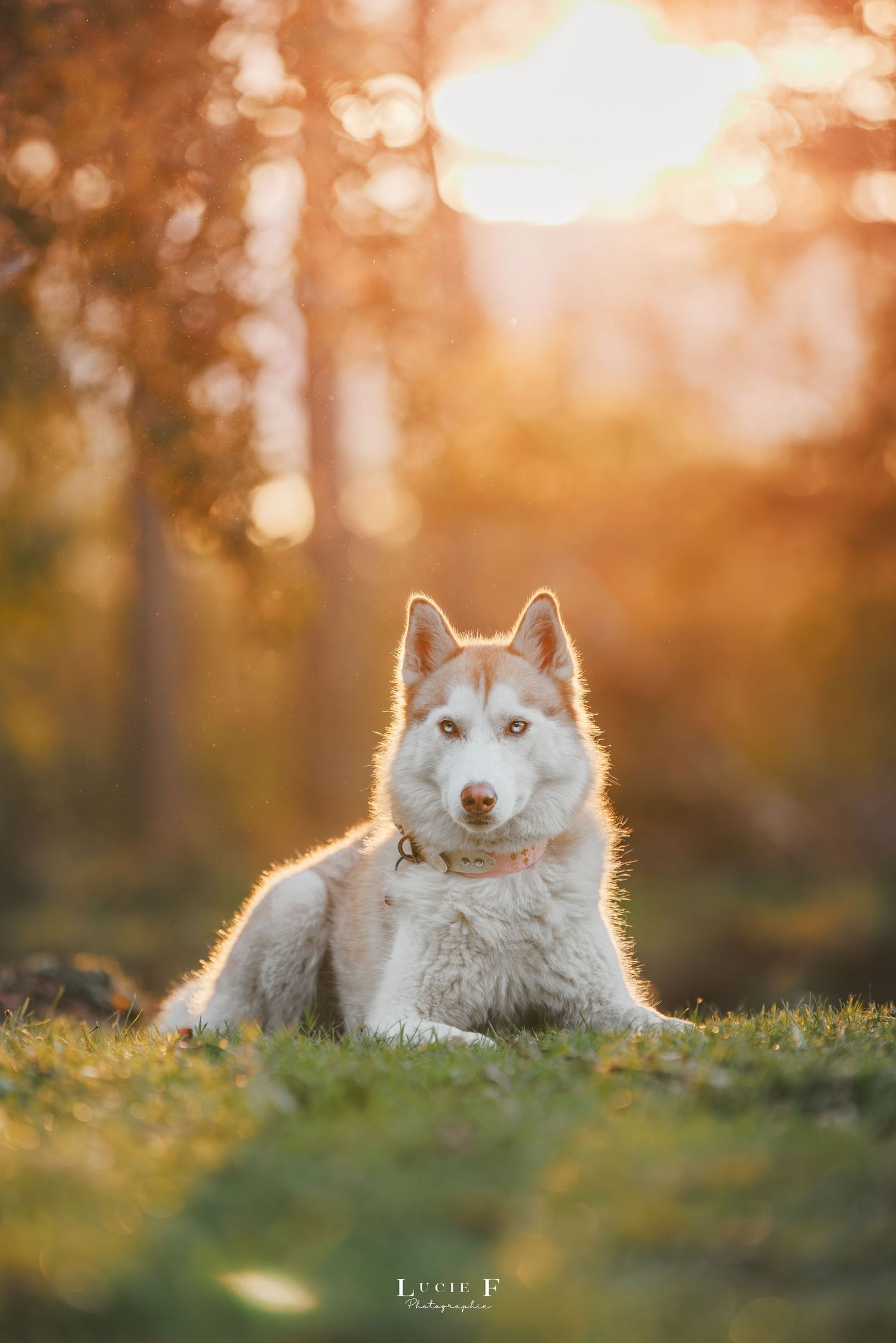 Husky dog with striking blue eyes rests in grass during golden sunset in autumn forest setting.
