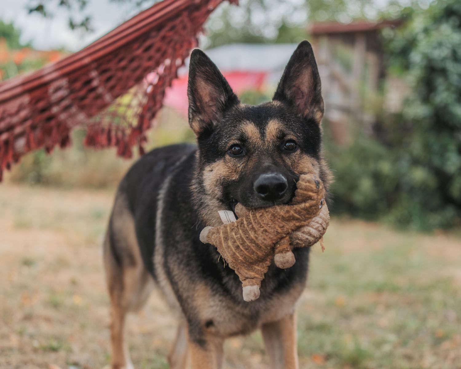 German Shepherd dog holds a durable toy while training outdoors in a natural environment.