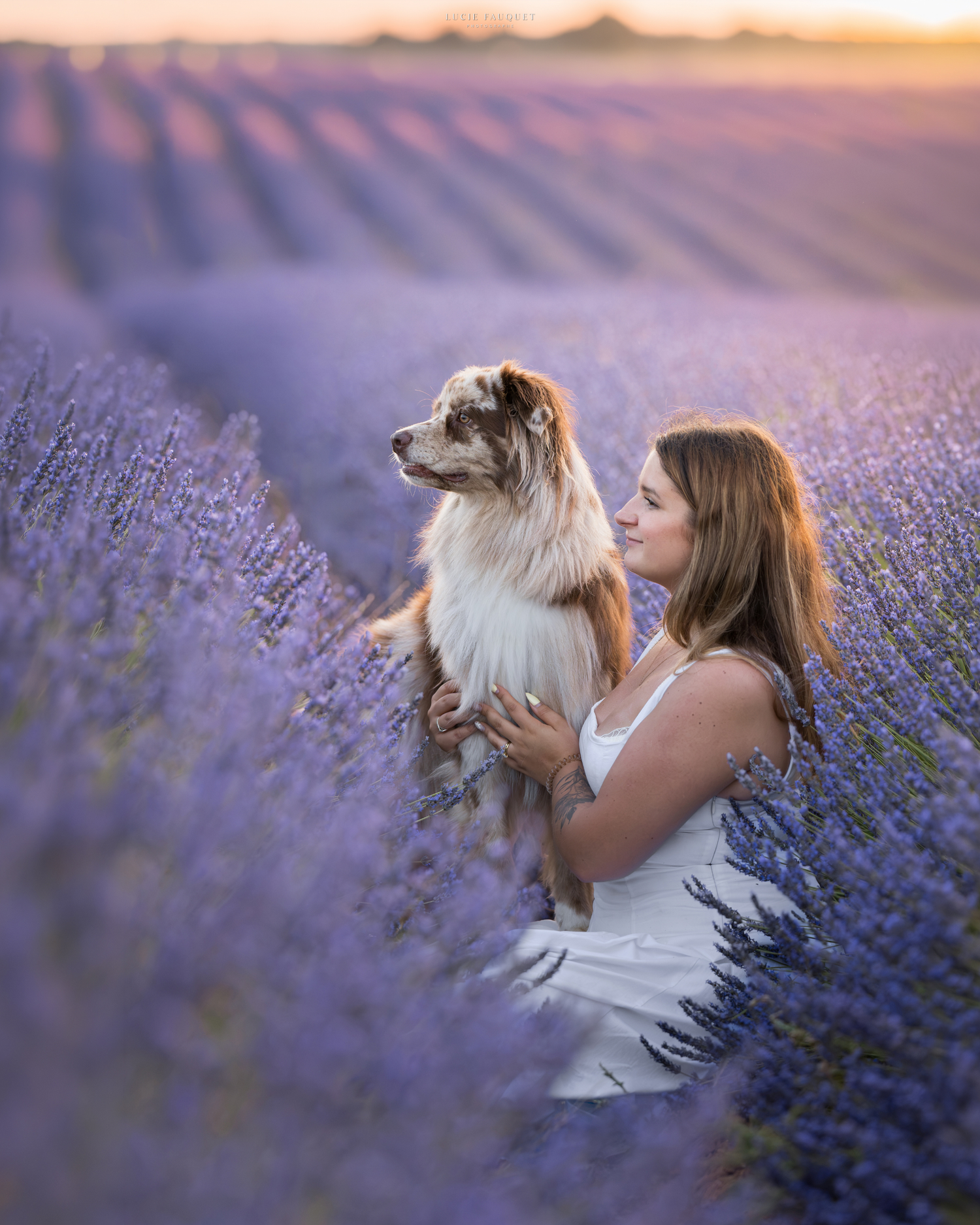 Woman in white dress holds fluffy dog in a vibrant purple lavender field at golden hour sunset.