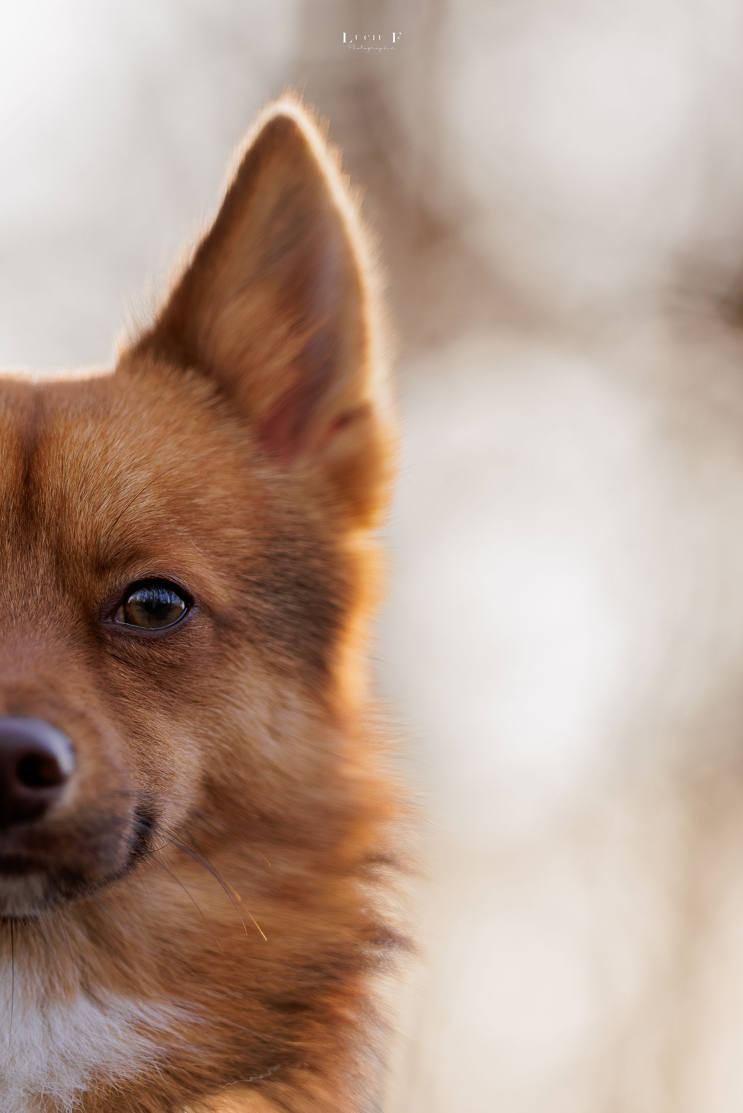 Close-up sequence of a brown Pomeranian dog's face showing different eye expressions in profile view.