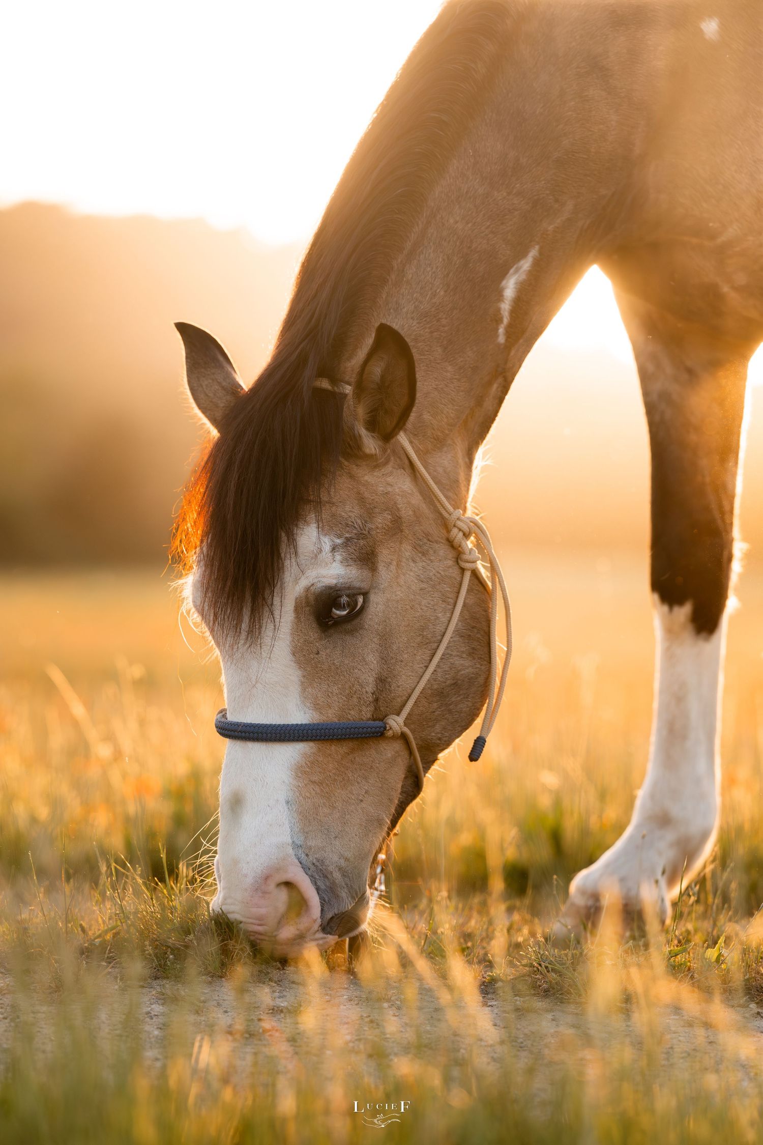 A brown and white paint horse grazes in a golden sunlit field wearing a blue halter at sunset.