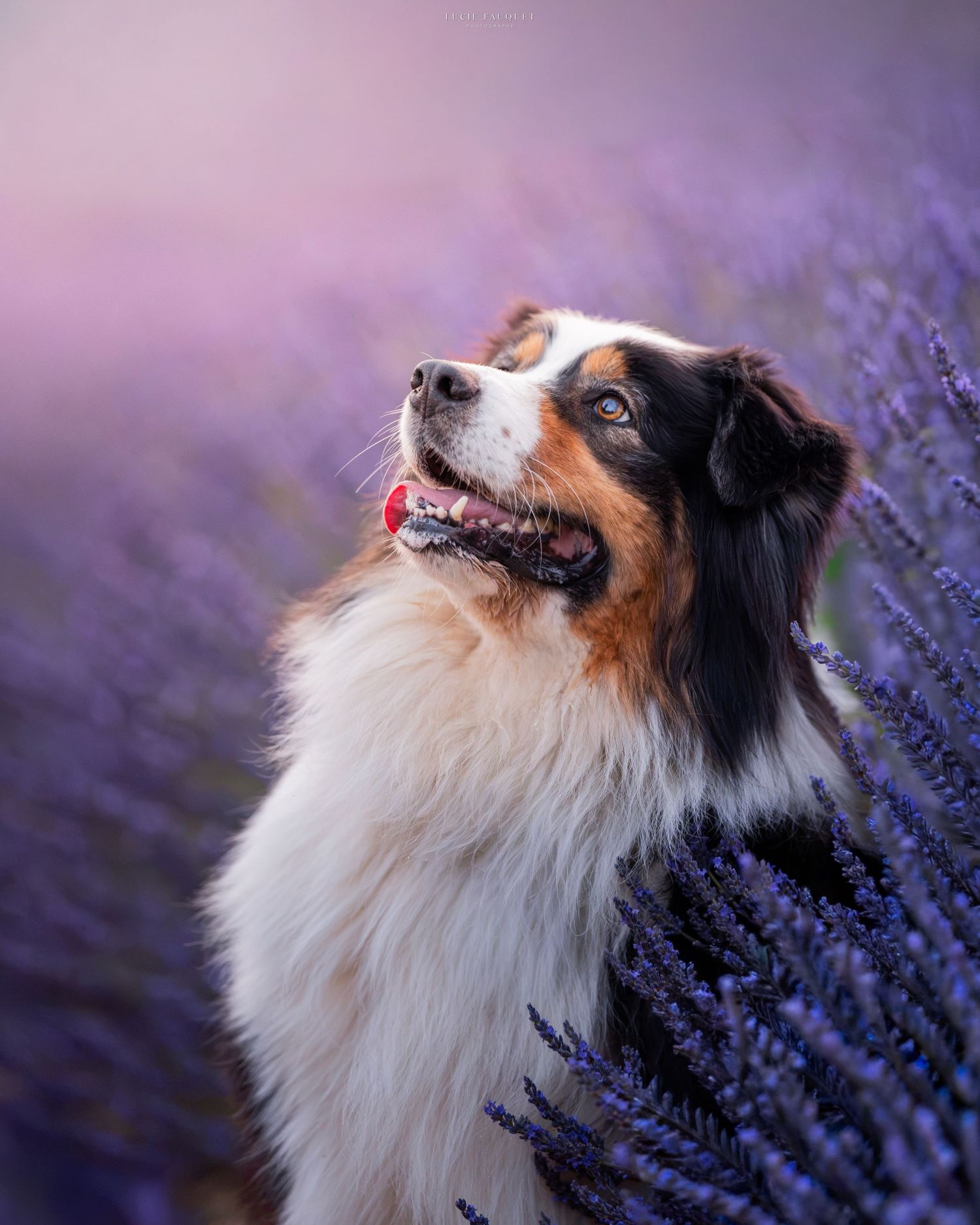 Australian Shepherd dog sitting among purple lavender flowers, tongue out, looking up with a happy expression.
