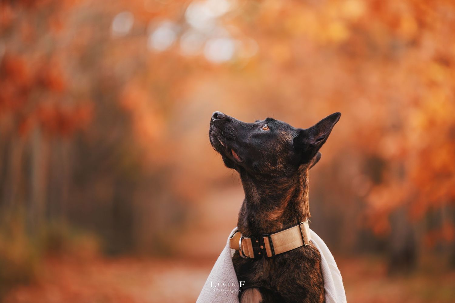 A German Shepherd dog sits attentively in a park with vibrant autumn foliage in the background.