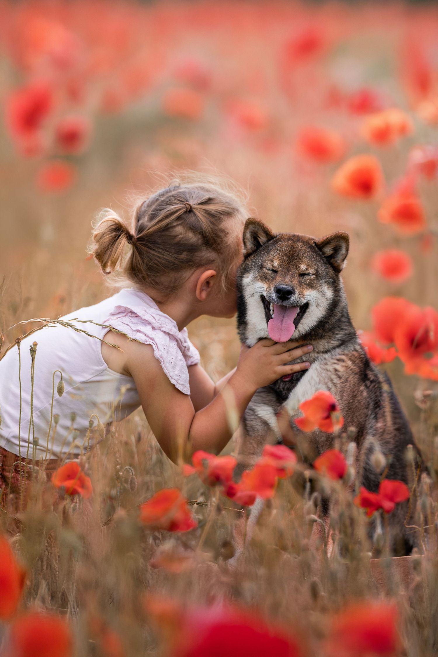 Young girl kissing a happy Shiba Inu dog in a vibrant red poppy field on a sunny day.