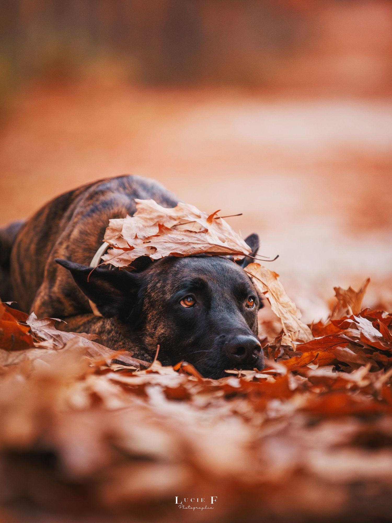 Black dog lying in autumn leaves with warm orange tones creating a cozy seasonal portrait series.