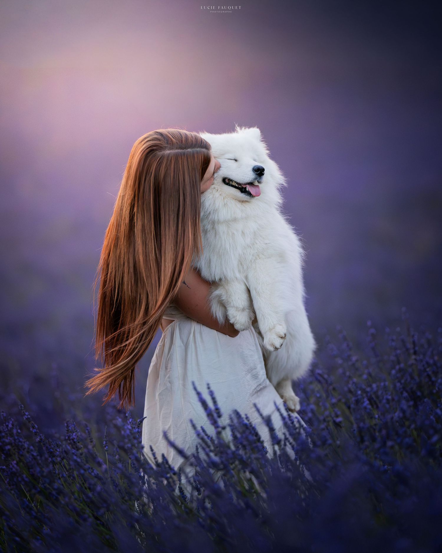 A girl in a white dress holds a fluffy white Samoyed puppy in a purple lavender field at dusk.