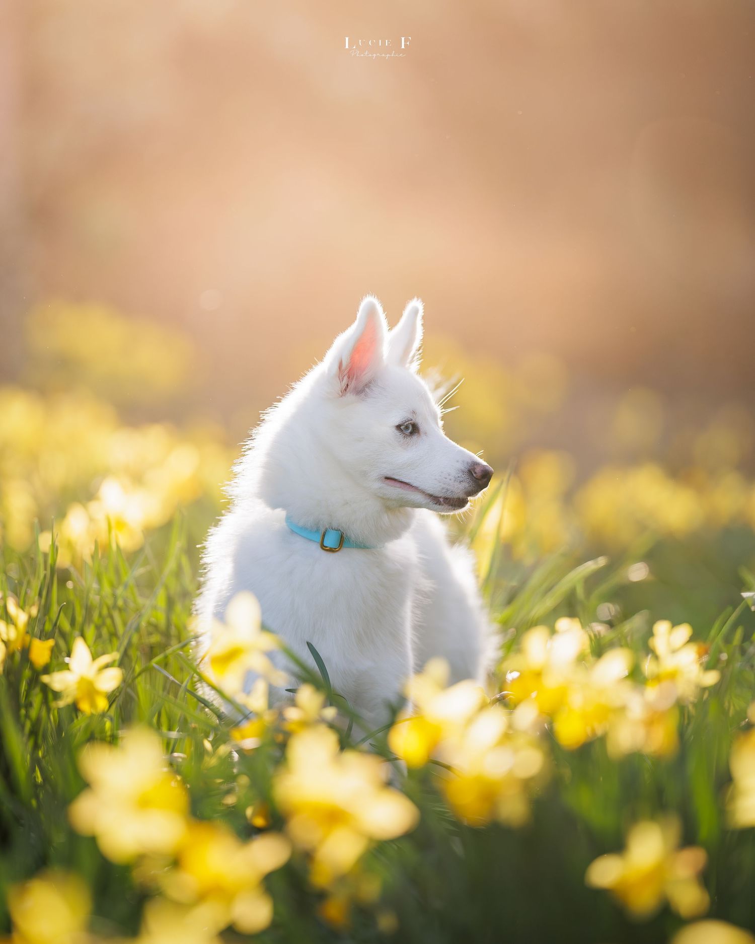 White husky puppy with teal collar sitting among yellow daffodils in golden sunlight.