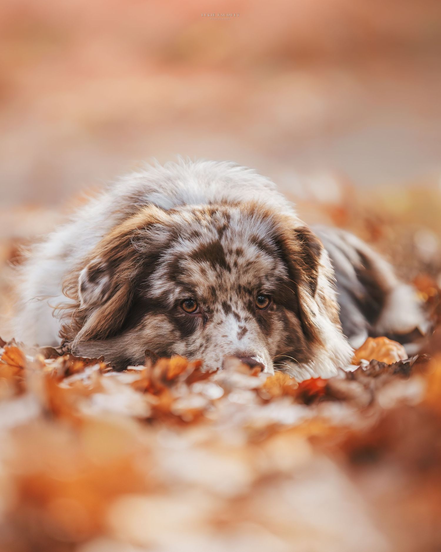 A fluffy merle Australian Shepherd dog resting in autumn leaves with a soft bokeh background.