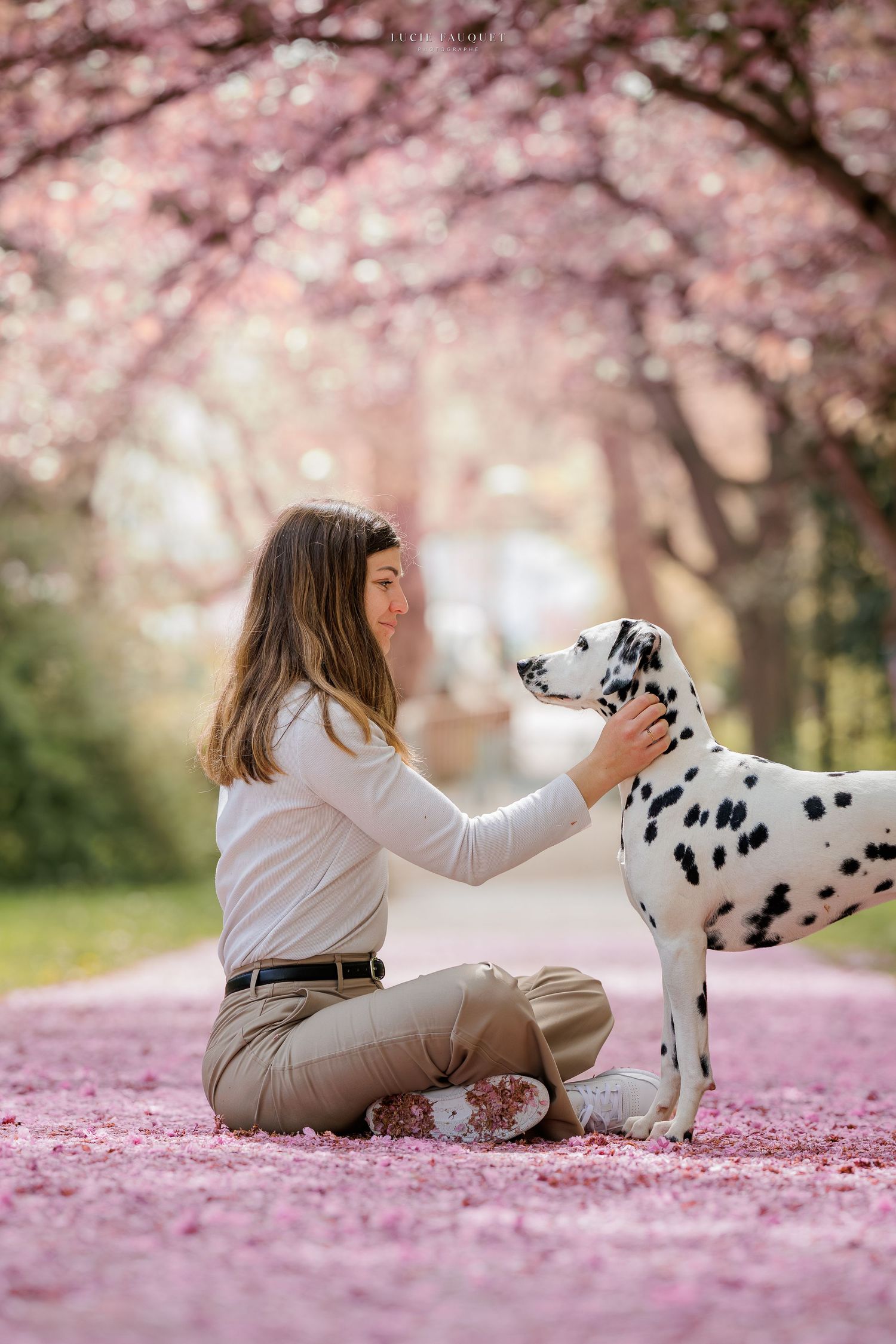 Woman sitting with Dalmatian dog under blooming pink cherry blossom trees on petal-covered ground.