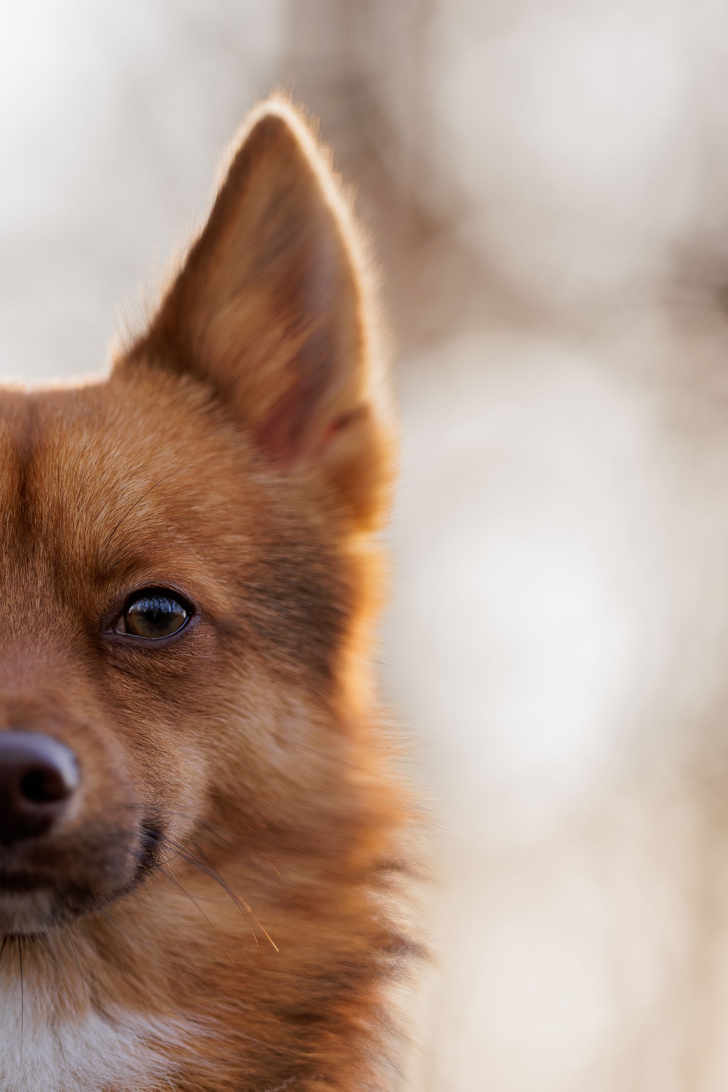 Close-up series of a Pomeranian dog's face showing different angles of its pointed ears and reddish-brown fur.