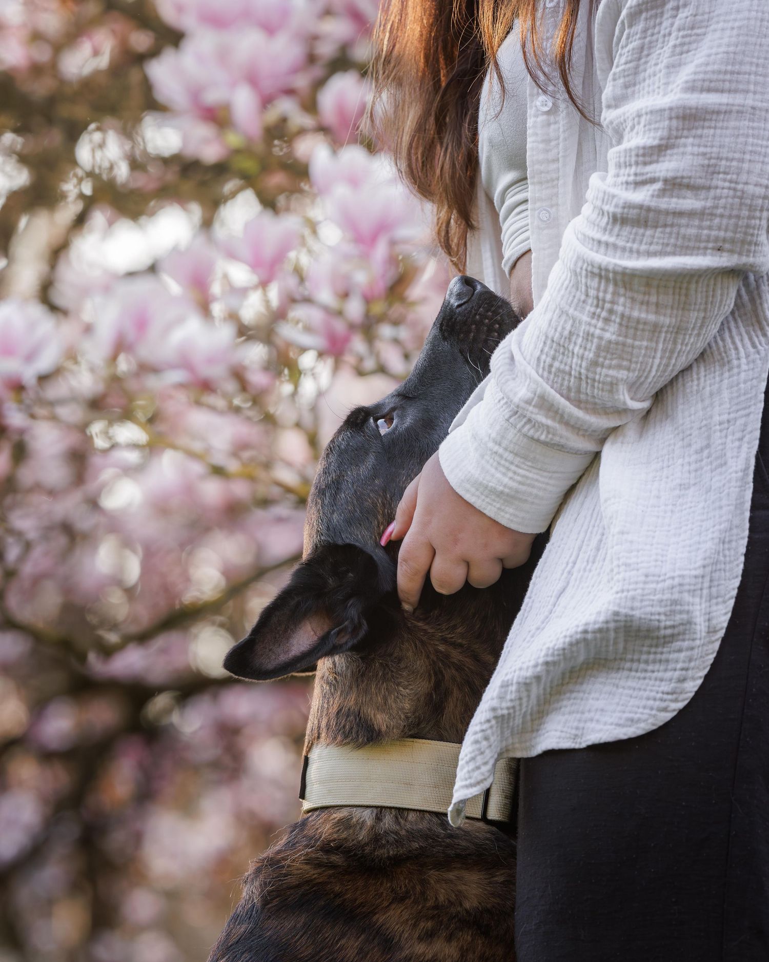 A dog with dark fur looks up lovingly at someone in white clothing against a backdrop of pink cherry blossoms.