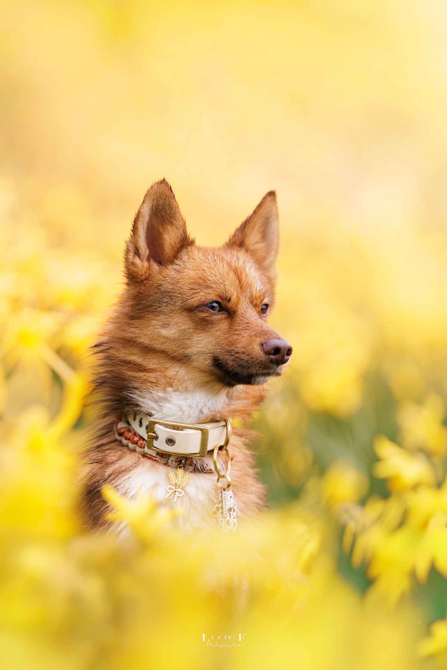 A red fox-like dog wearing a decorative collar sits among vibrant yellow flowers in a sunny outdoor setting.