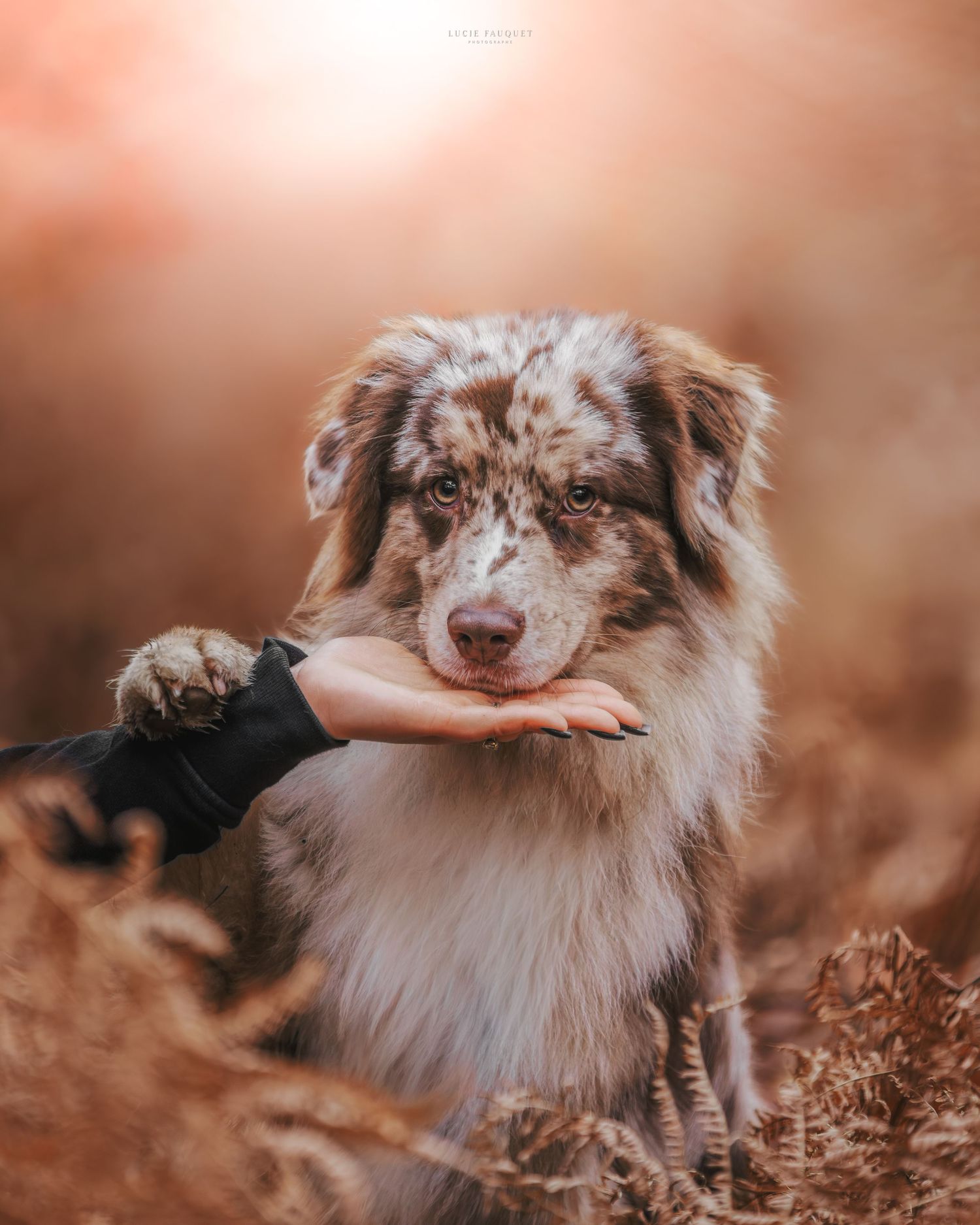 A merle Australian Shepherd rests its paws on a hand in a warm autumn outdoor setting.