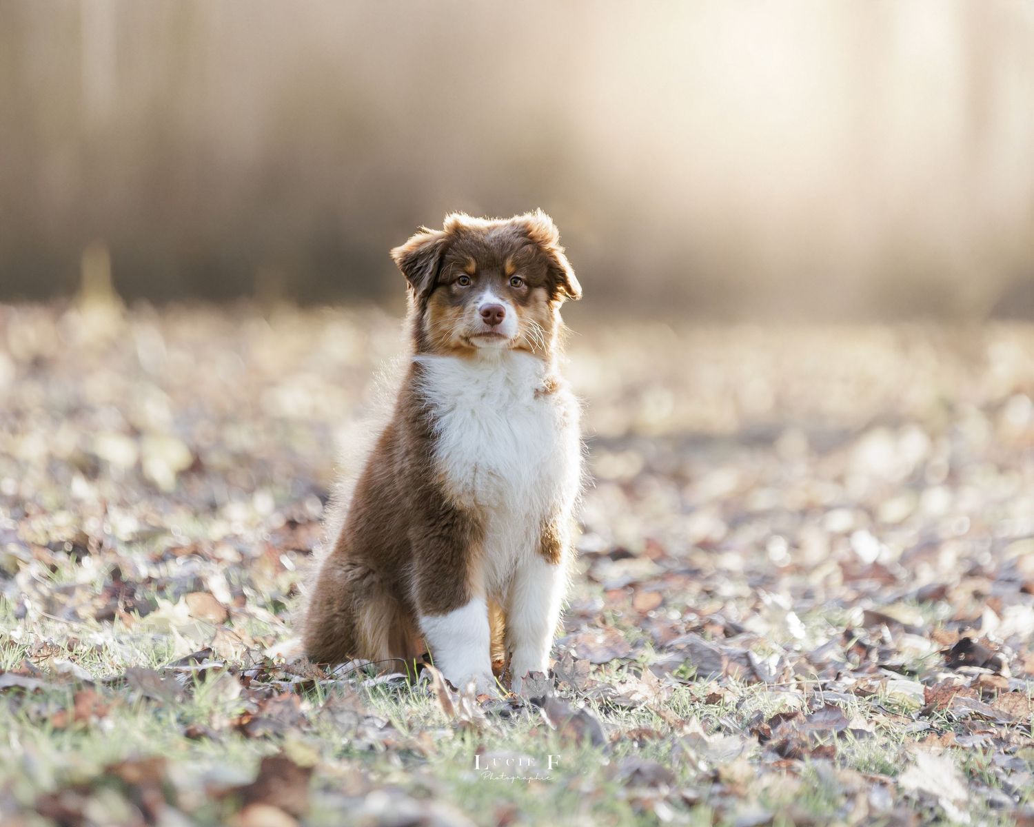 Australian shepherd puppy plays in fallen autumn leaves on the ground during a sunny day.