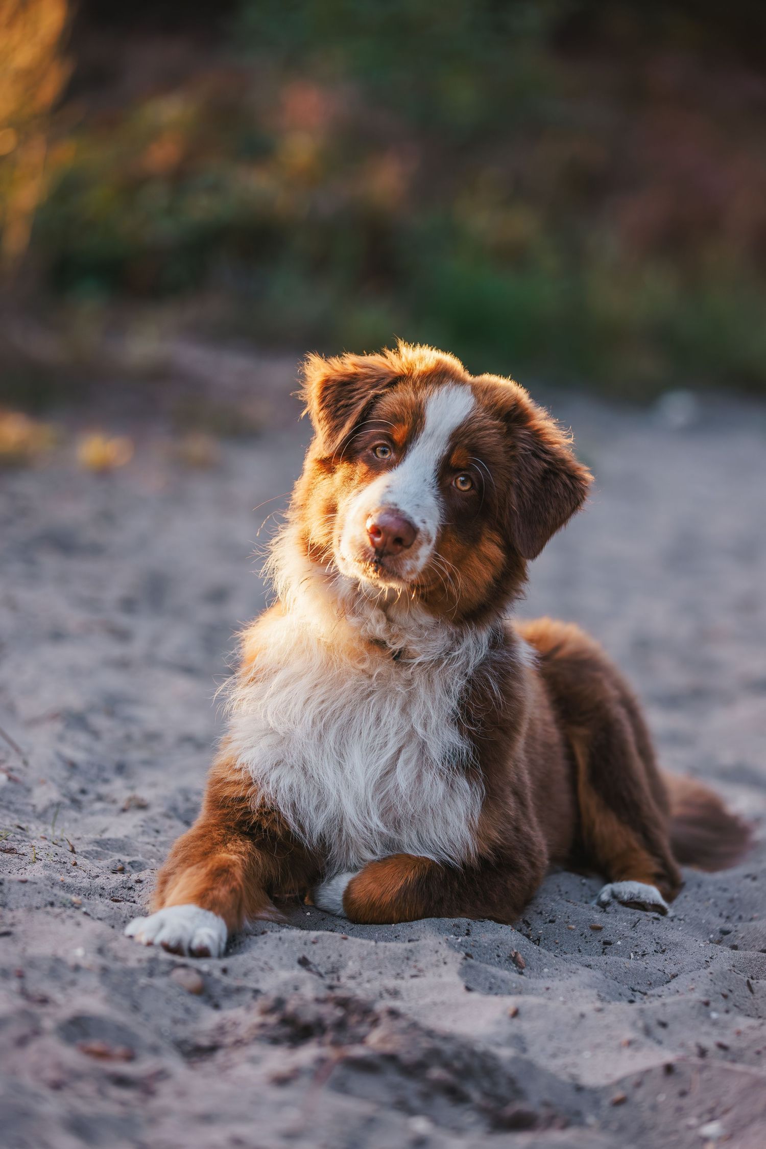 Brown and white Australian shepherd lying in sand during warm sunset light.